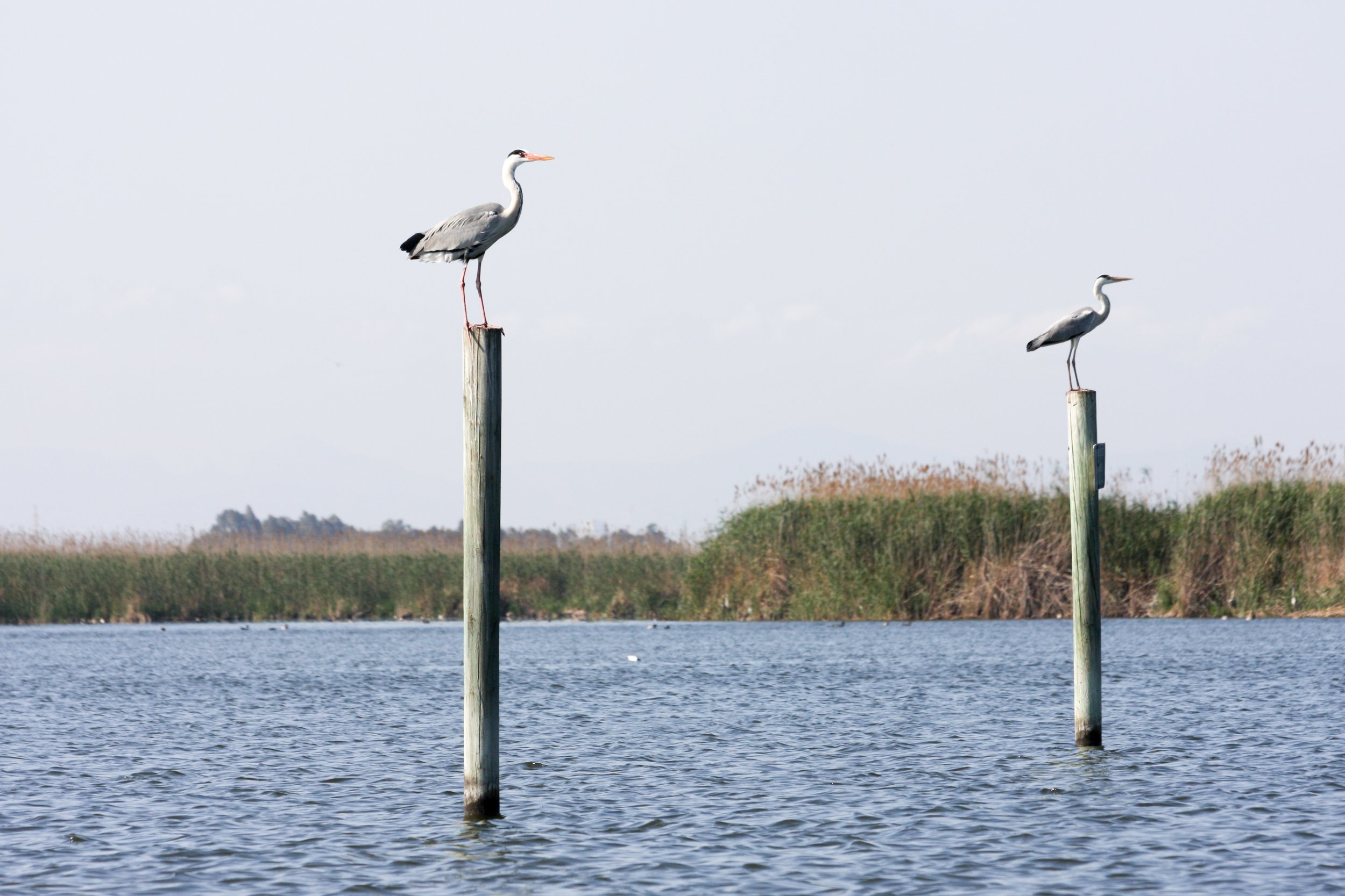 LA ALBUFERA / VALENCIA