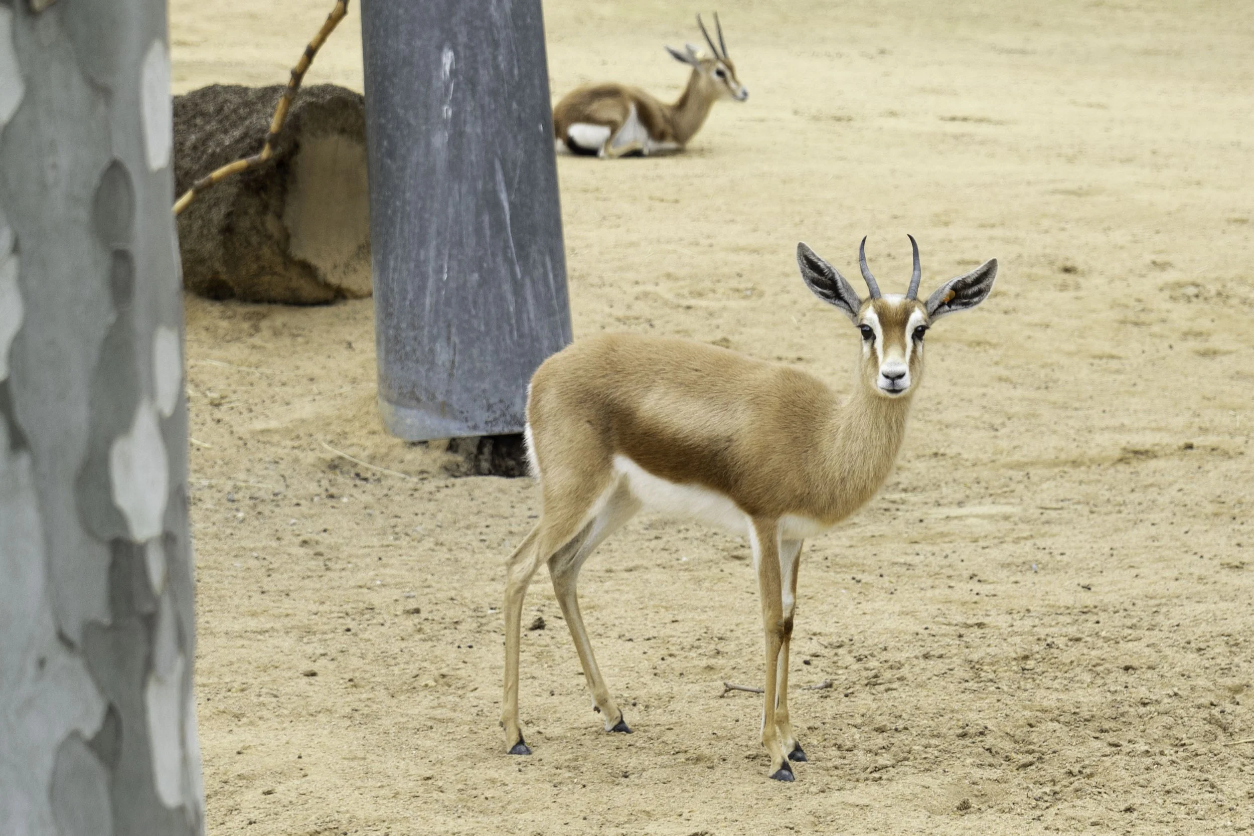 Gazelle at the Barcelona Zoo