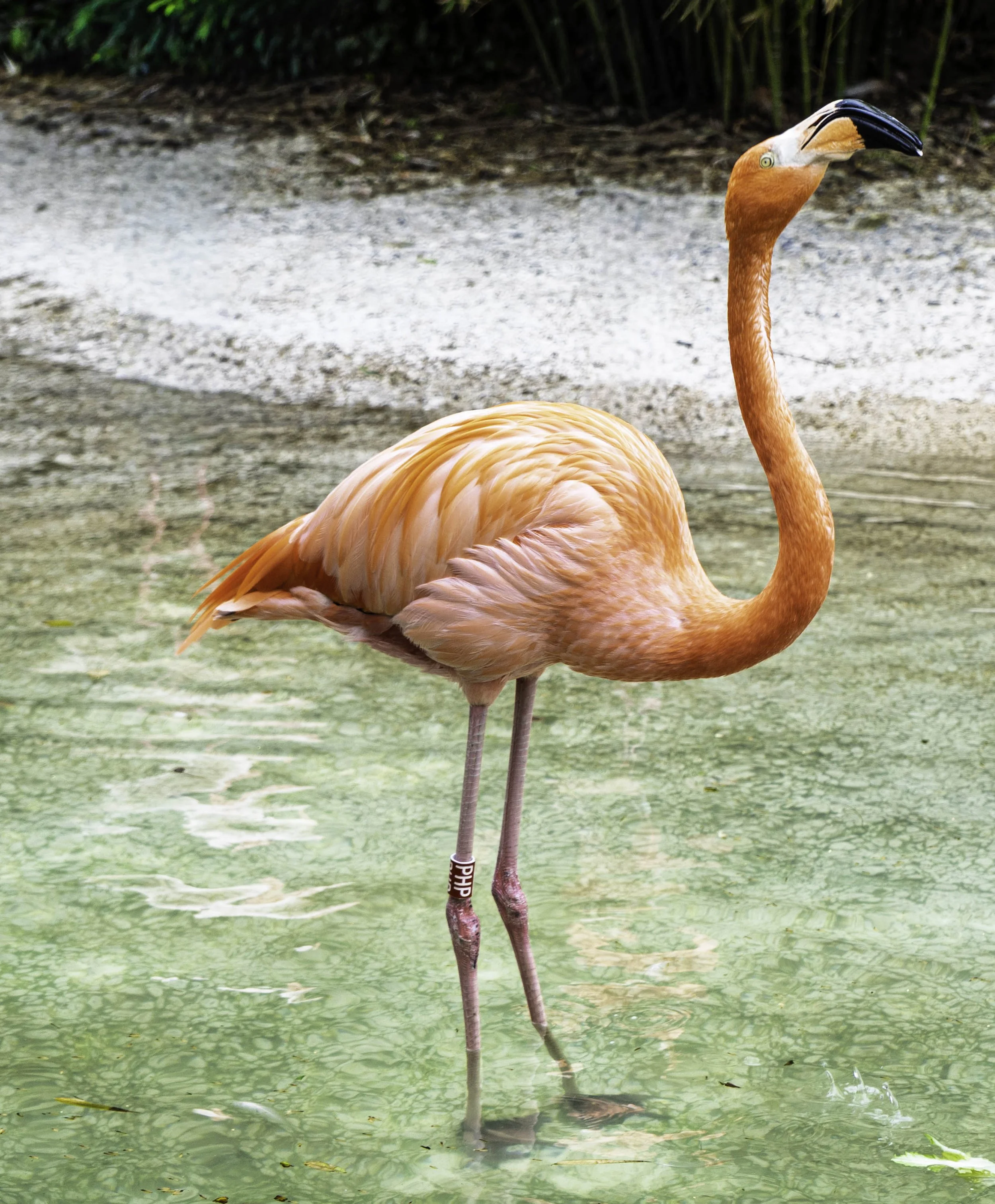 Flamingo at the Barcelona Zoo