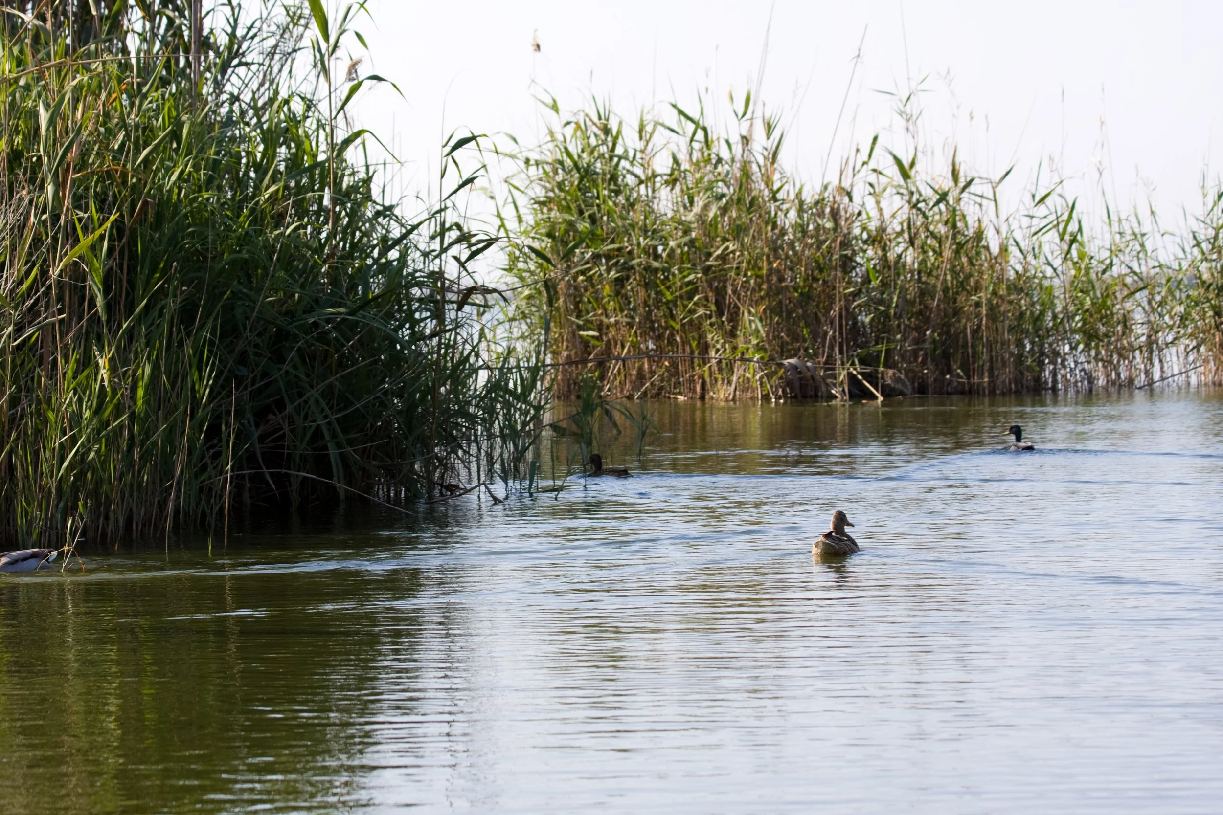 LA ALBUFERA / VALENCIA
