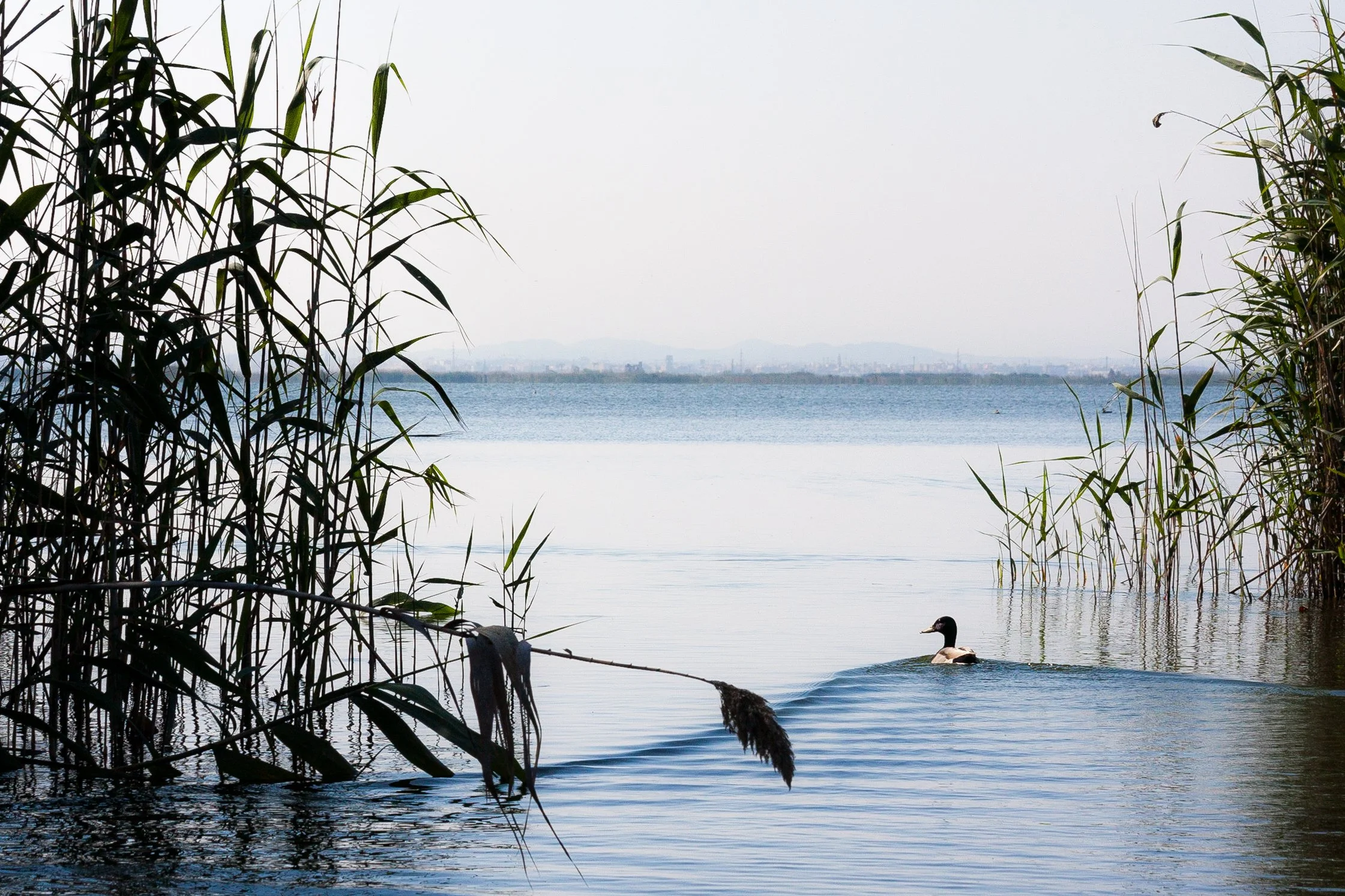 Water reflection at La Albufera, Valencia – nature photography – bCLPhoto