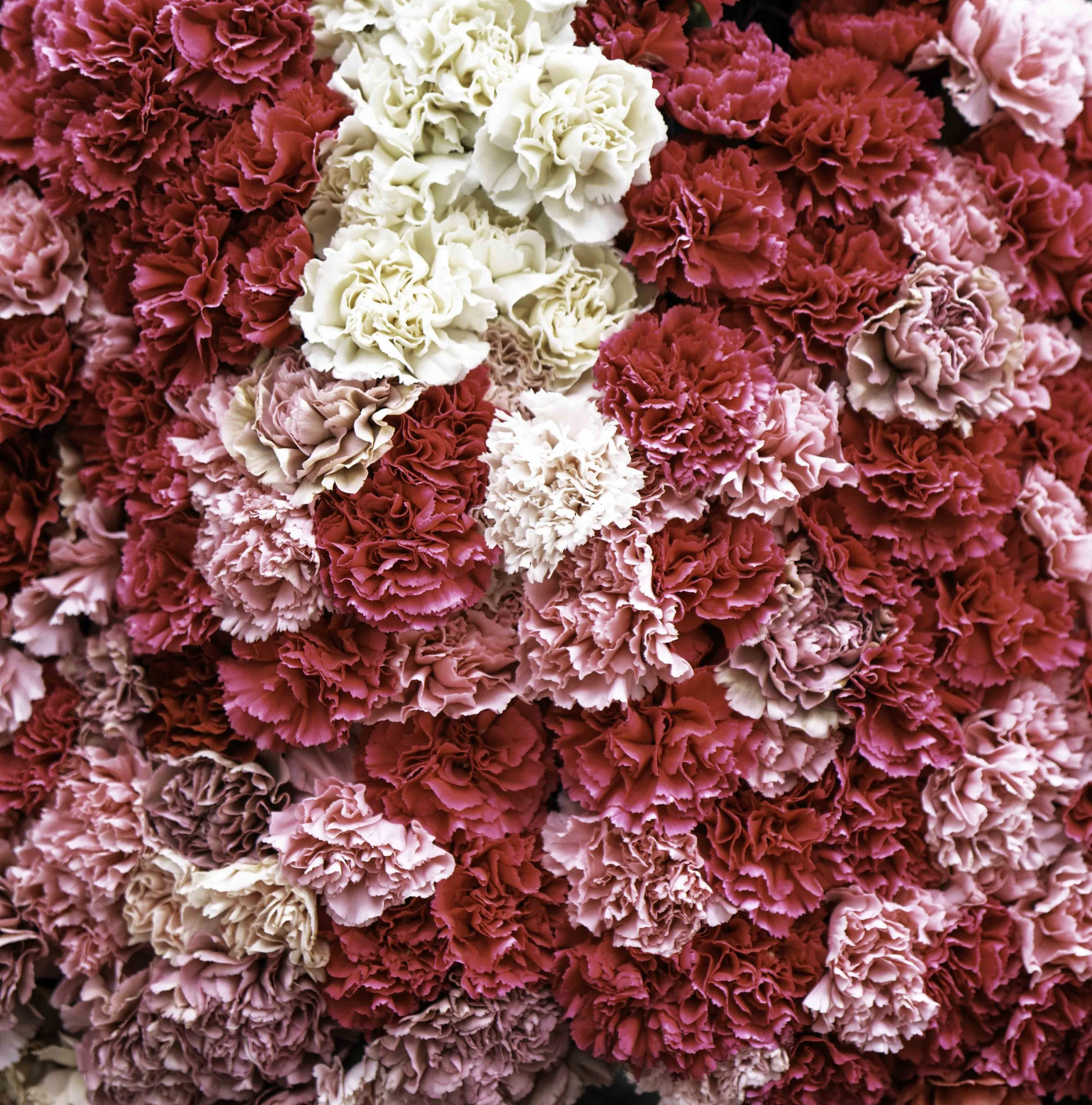 Dense wall of carnations in shades of pink, red and cream filling the entire frame, photographed at Girona's Temps de Flors flower festival — Leica Q3