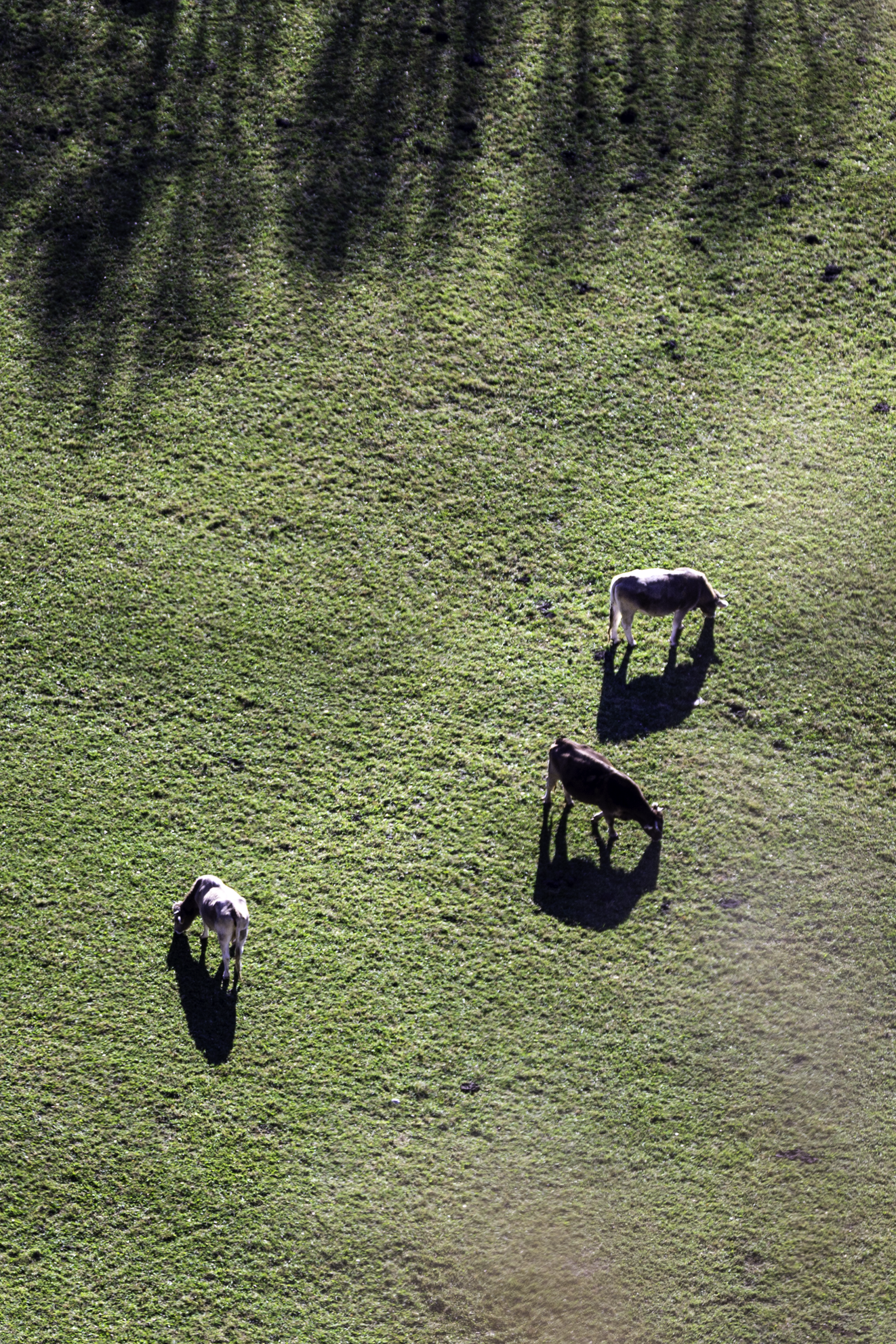 Horses grazing in a meadow – nature photography – bCLPhoto