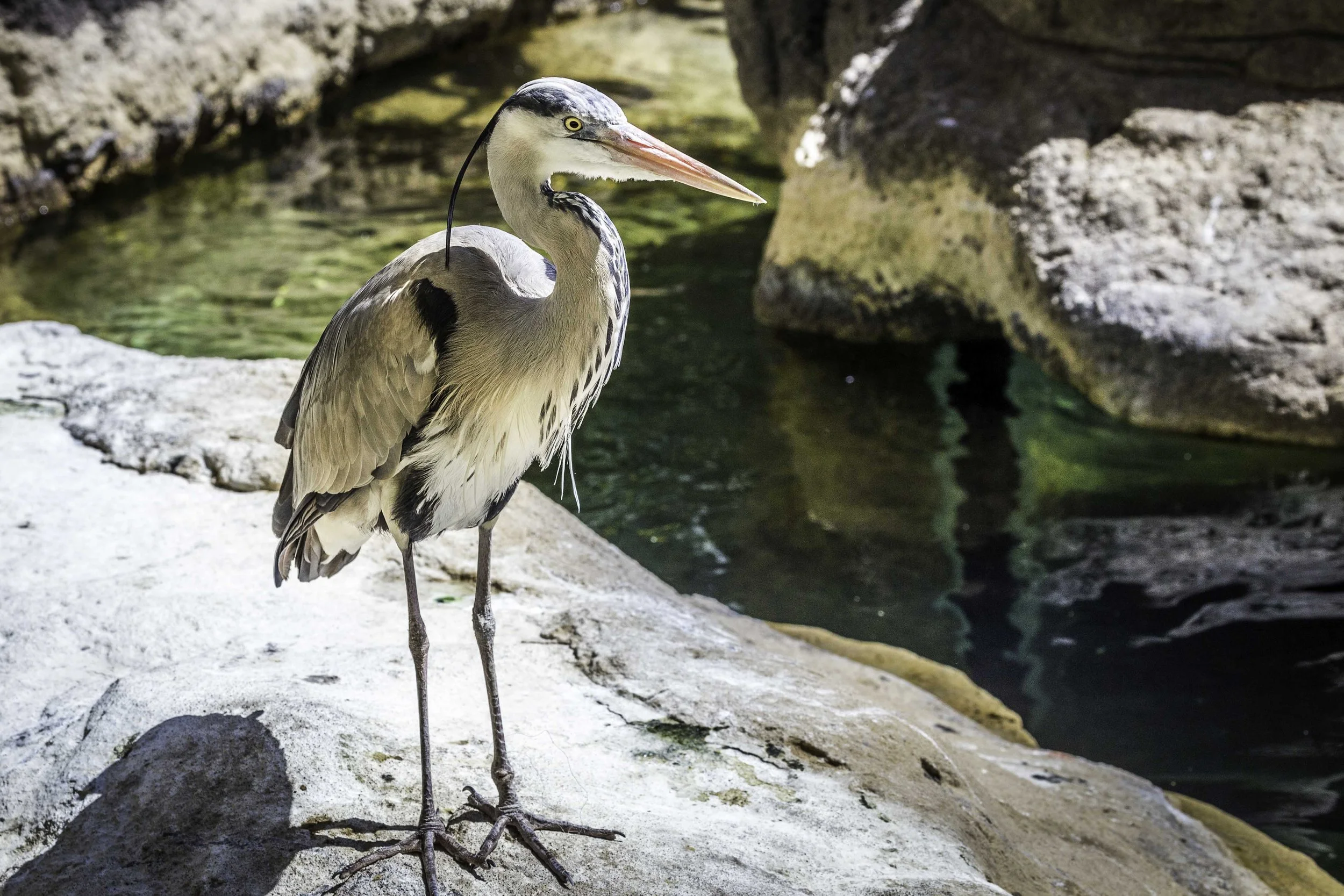 Grey Heron at the Barcelona Zoo