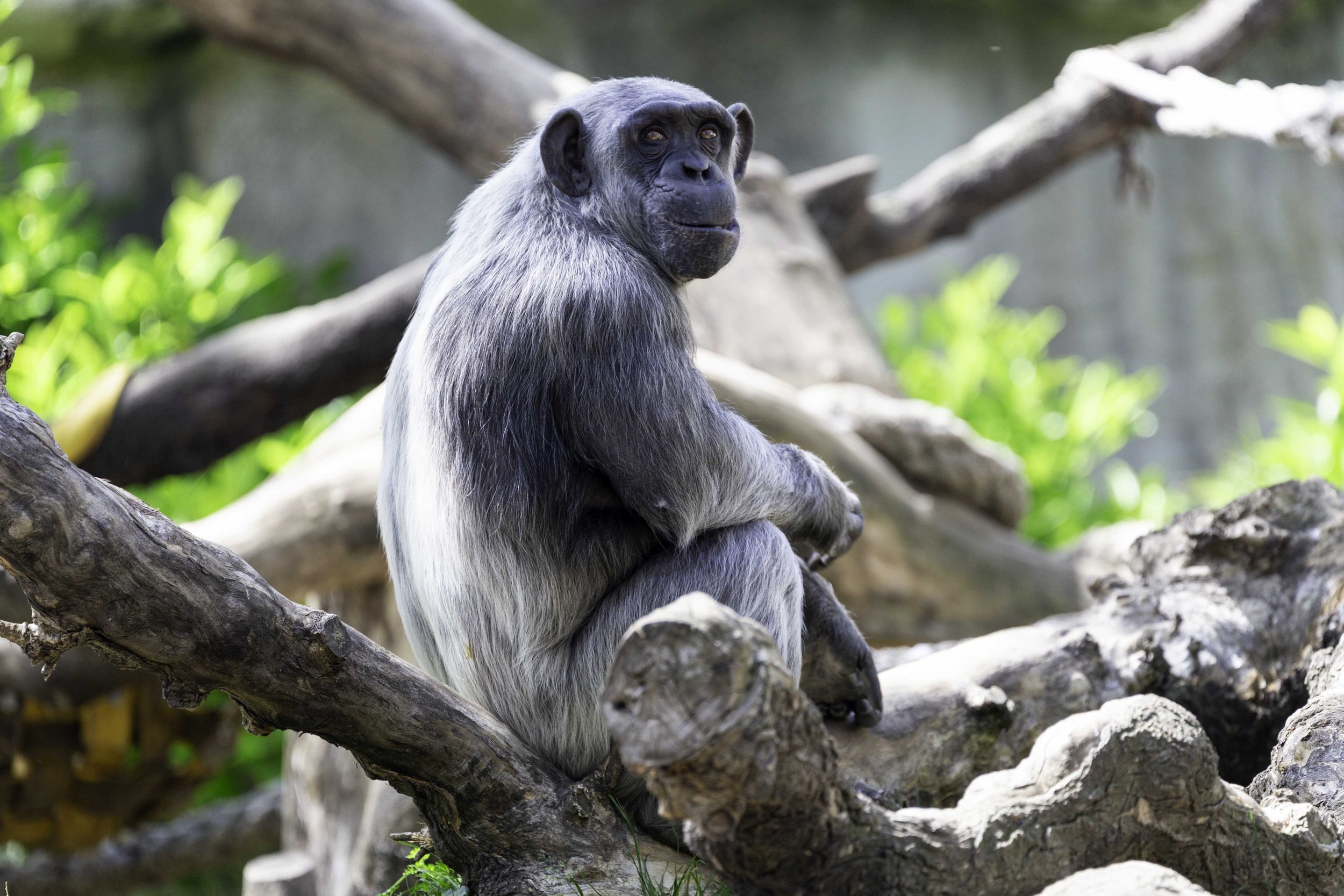 Chimpanzee at the Barcelona Zoo