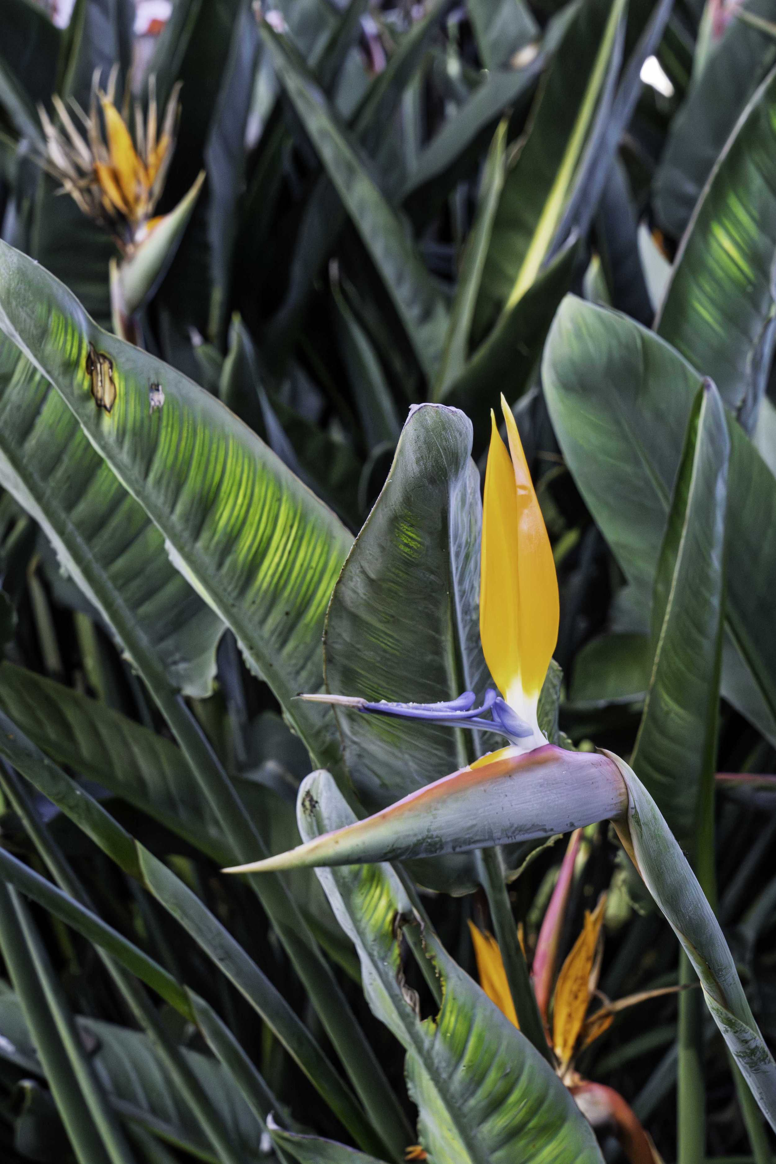 Estrelítzia (Strelitzia reginae). Bird of Paradise