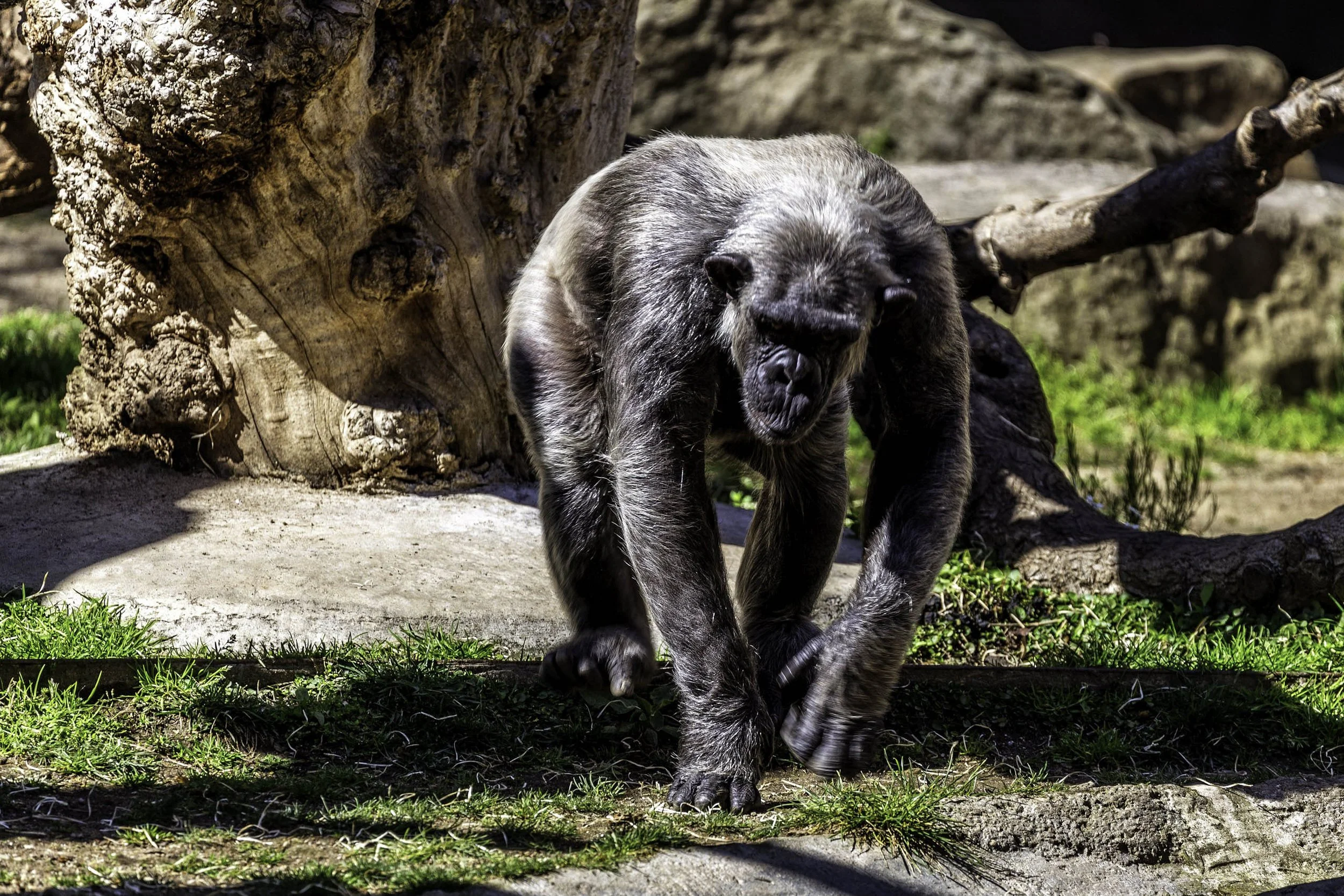 Chimpanzee at the Barcelona Zoo