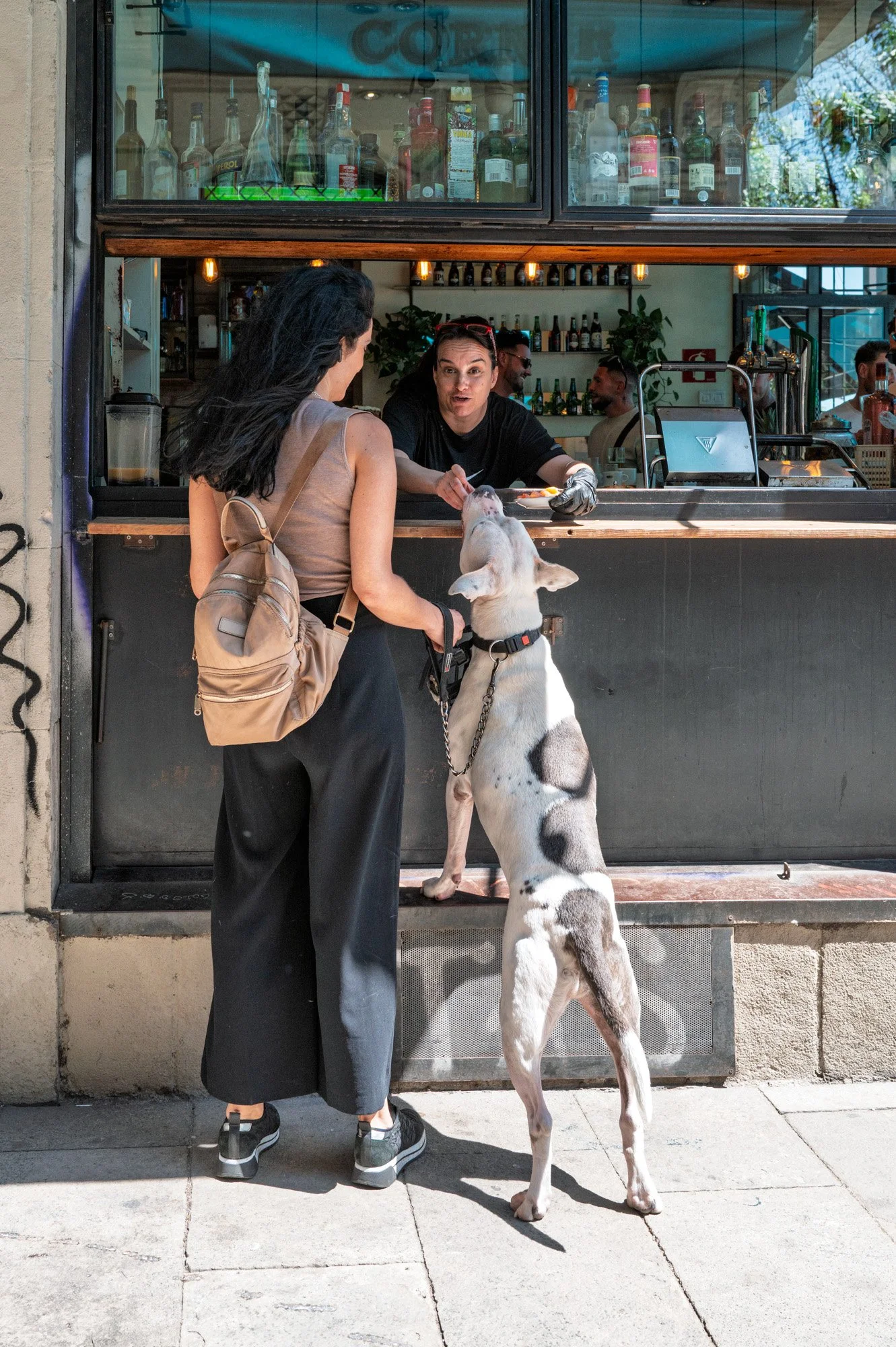A dog begging at the counter of a corner bar in El Born, Barcelona, fed by the bartender