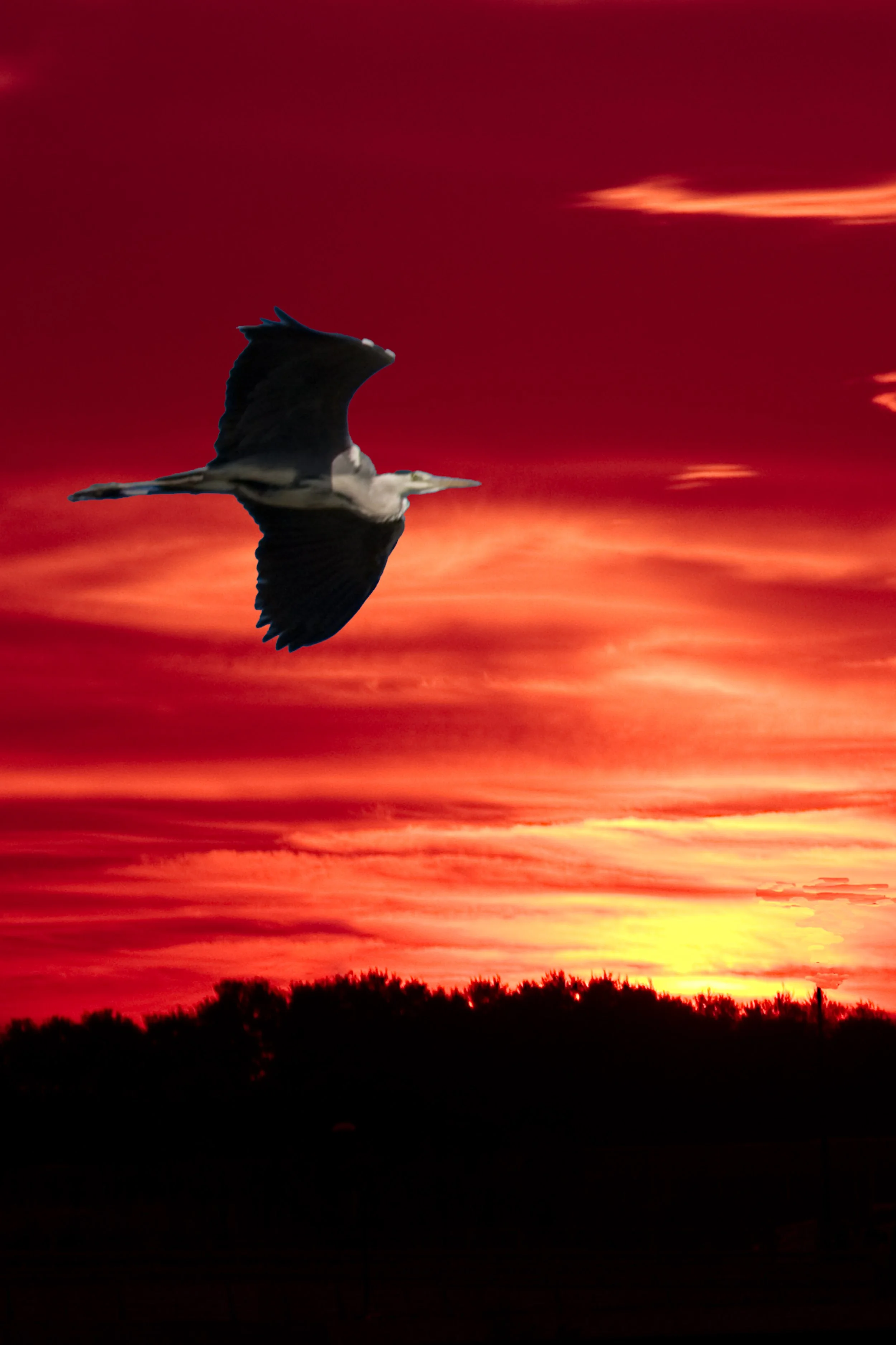 Flying bird during sunset. Nature photography – bCLPhoto