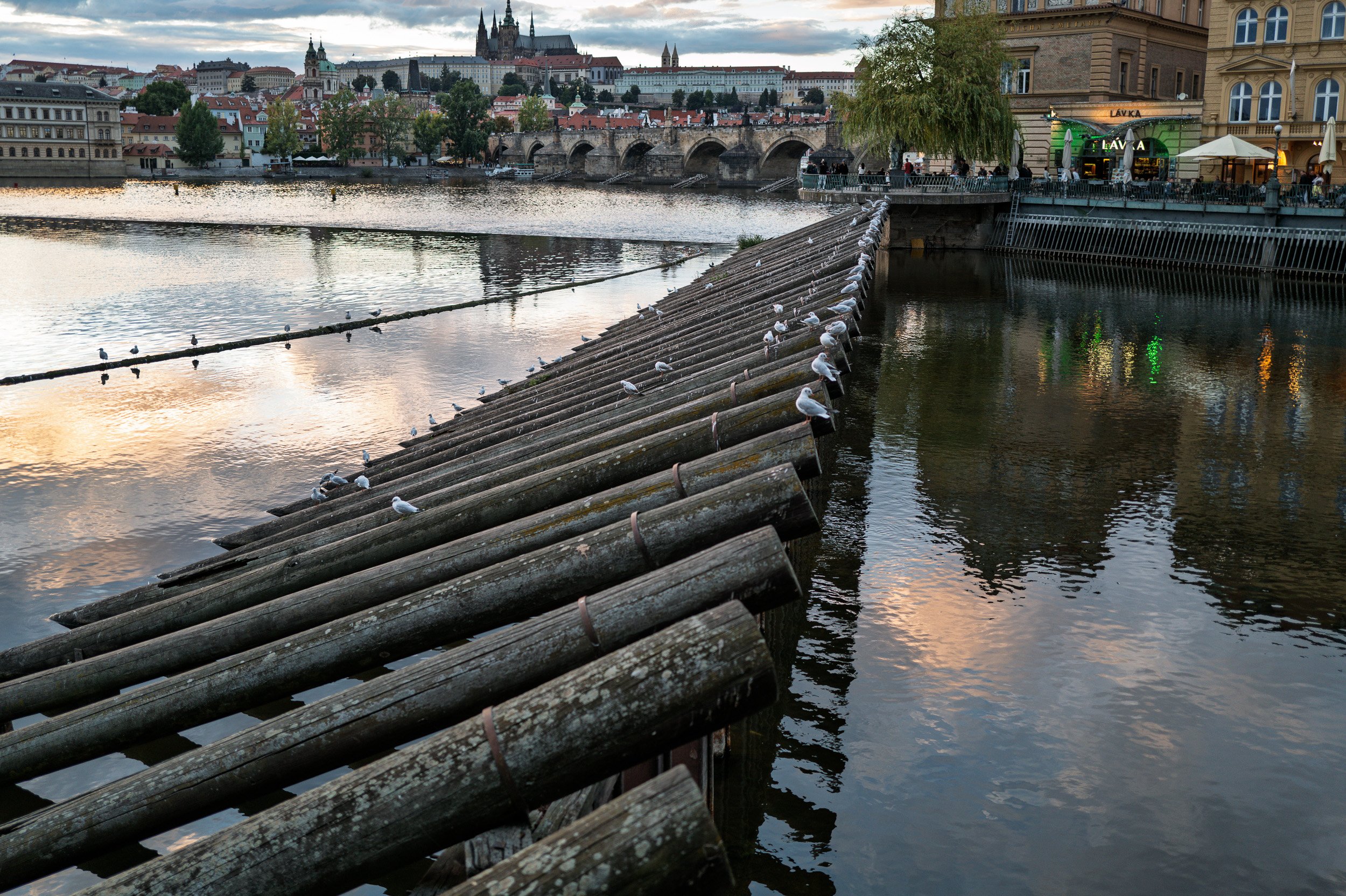 Gulls lined along weathered logs in the Vltava at dusk, Charles Bridge and Castle beyond, Prague — Leica Q3