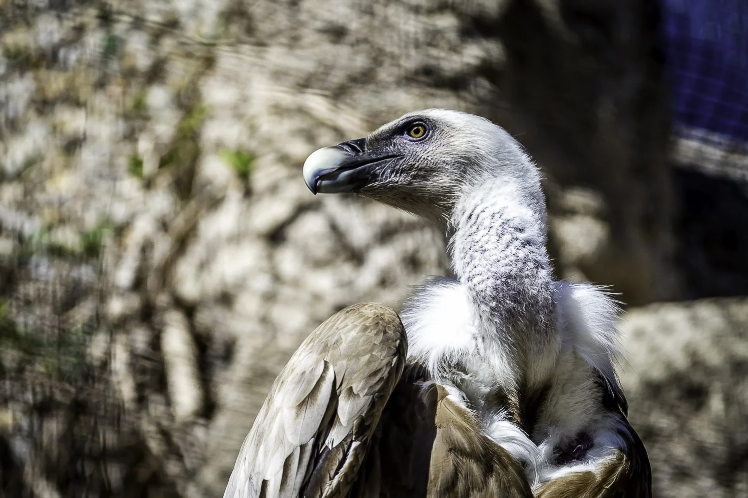 Griffon Vulture at the Barcelona Zoo