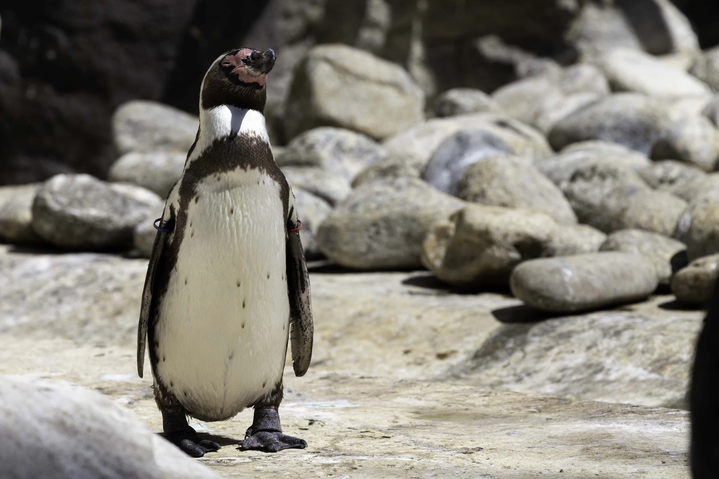 Humboldt Penguin at the Barcelona Zoo