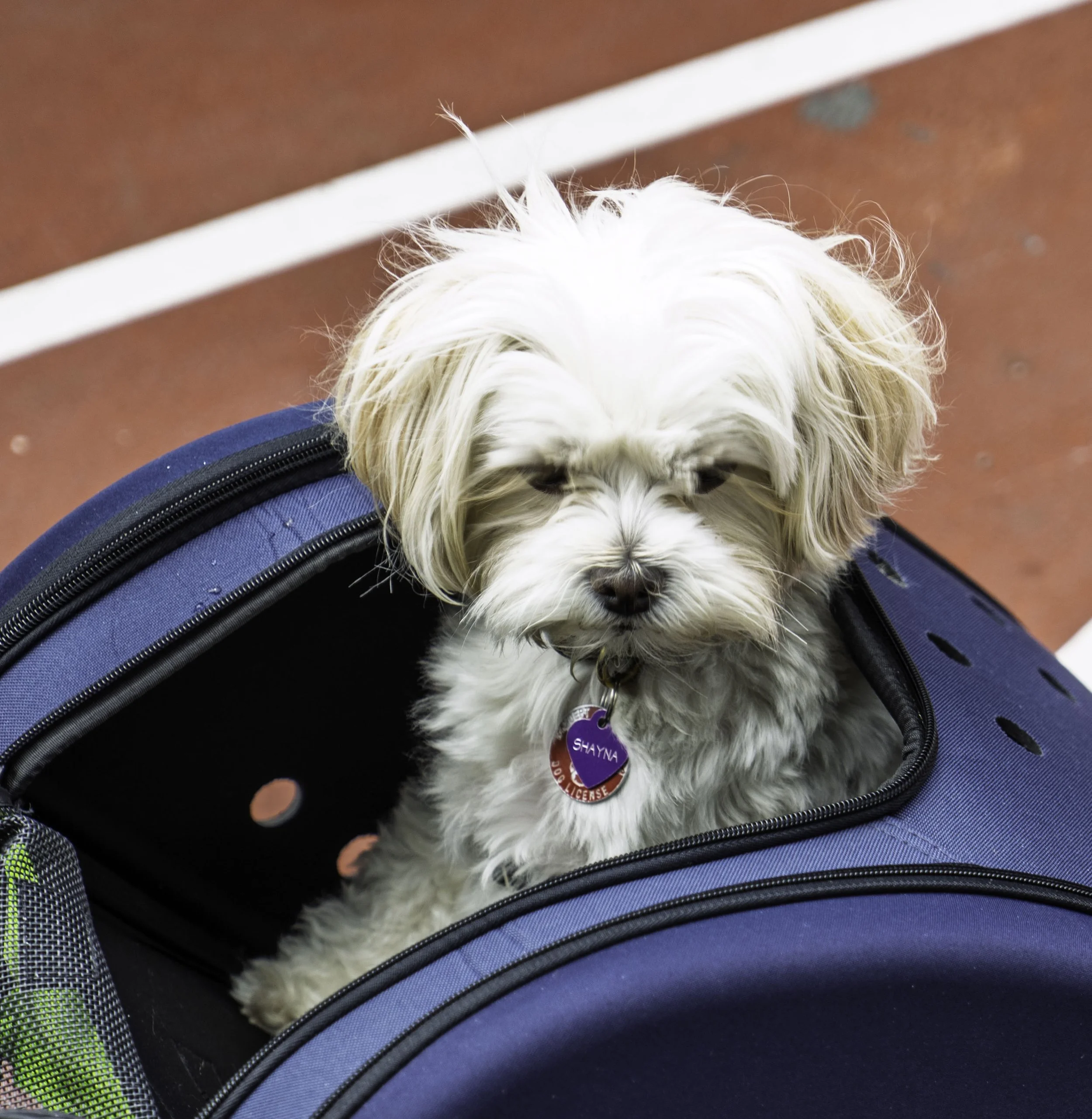 Maltese Bichon at London street