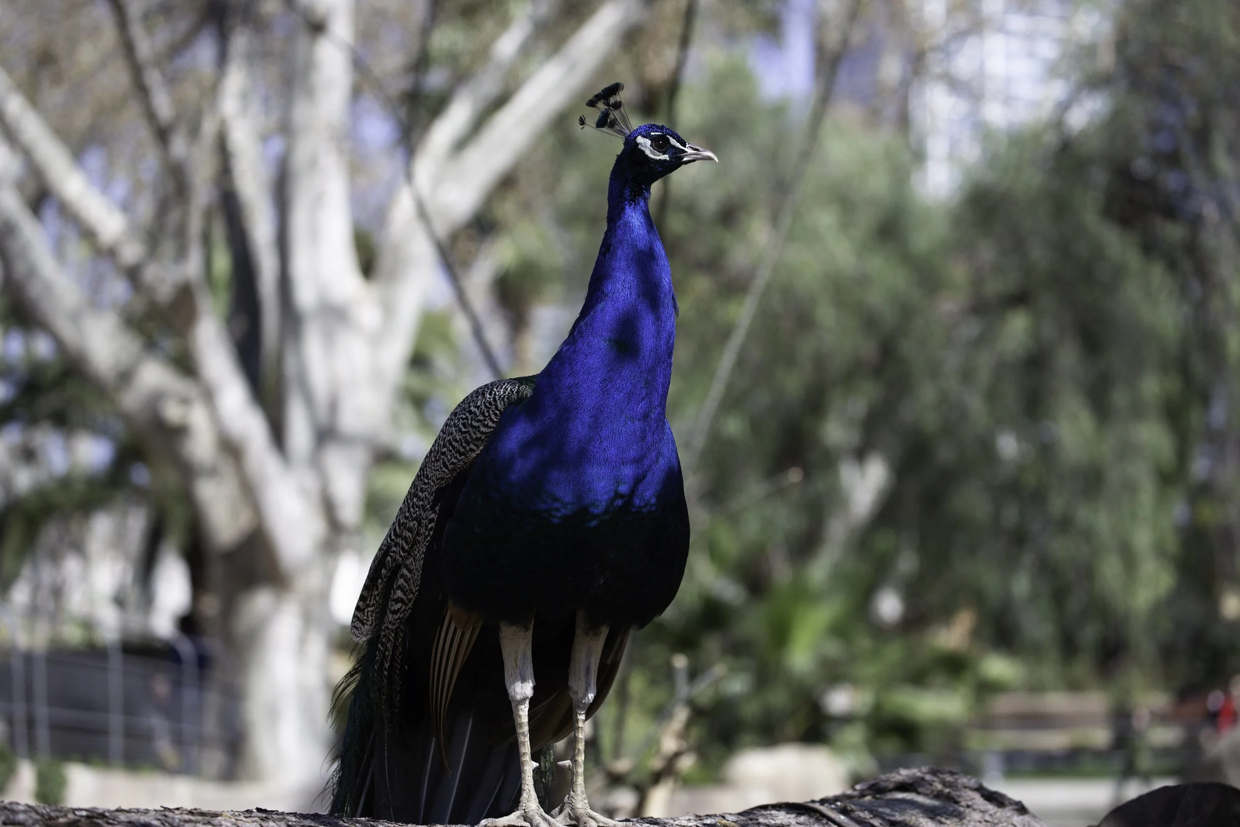 Peacock at the Barcelona Zoo