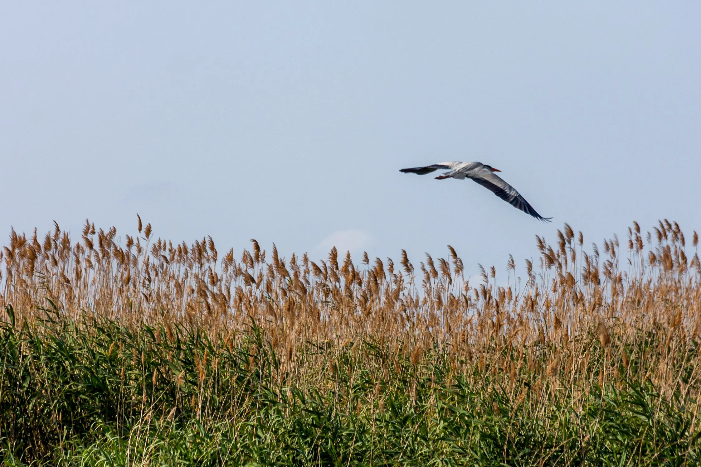 View of La Albufera lagoon, Valencia – nature photography – bCLPhoto
