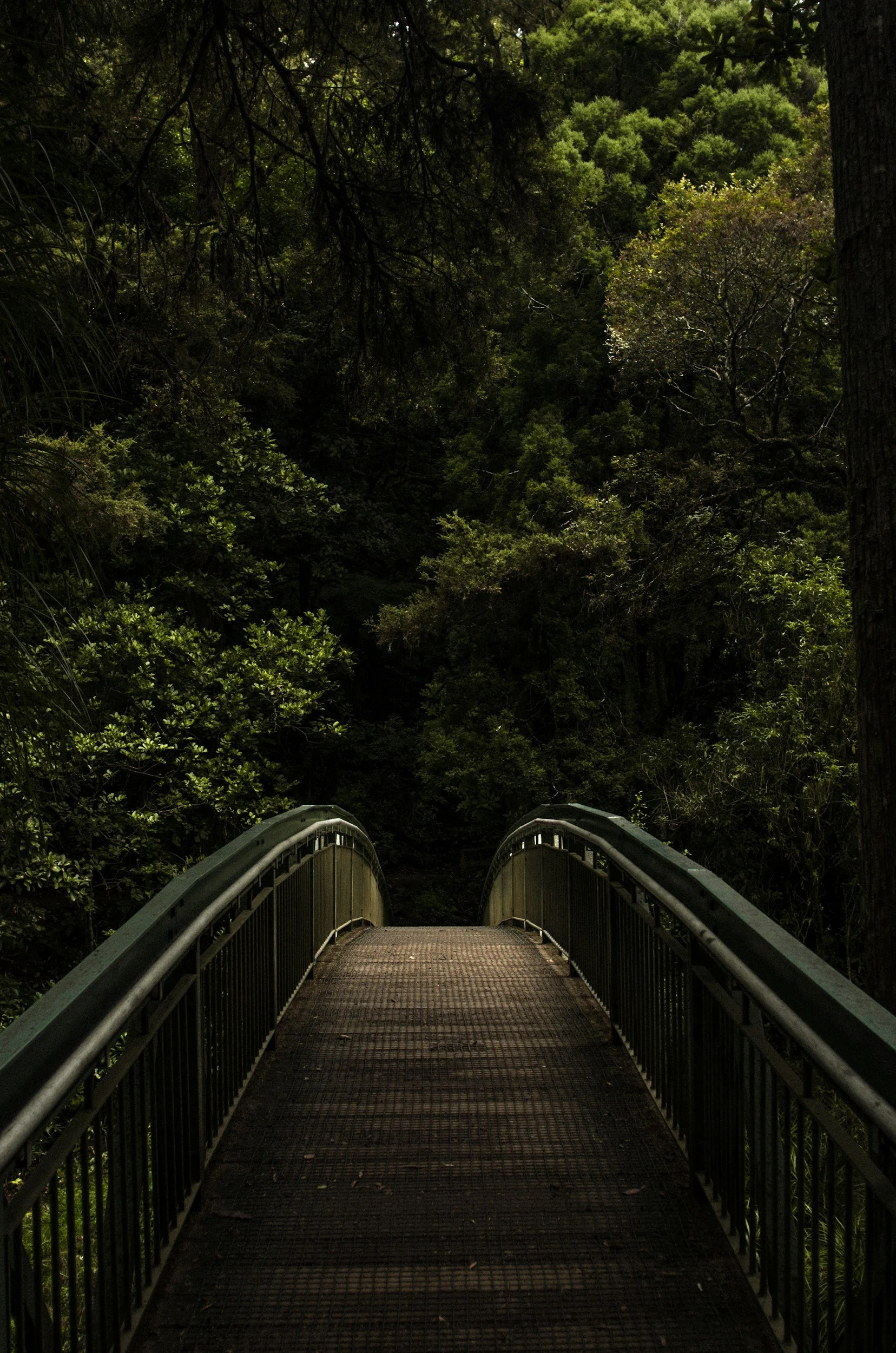 A dark green metal bridge with railings extends into a dense forest of trees and foliage.