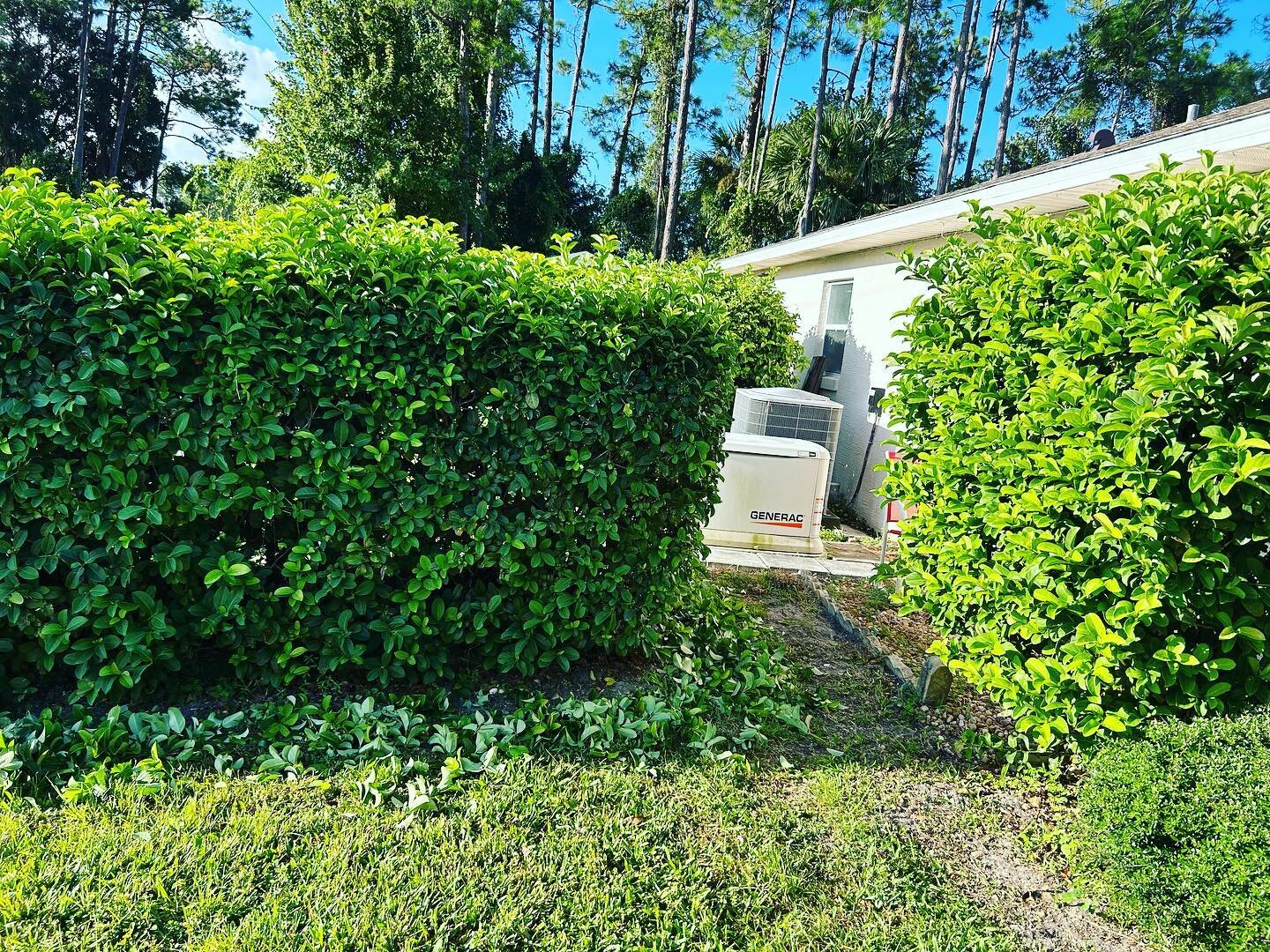 &quot;From Overgrown Chaos to Pruned Perfection 🌿✂️ #BeforeAndAfter #BushTrimmingMagic&quot;#palmcoast