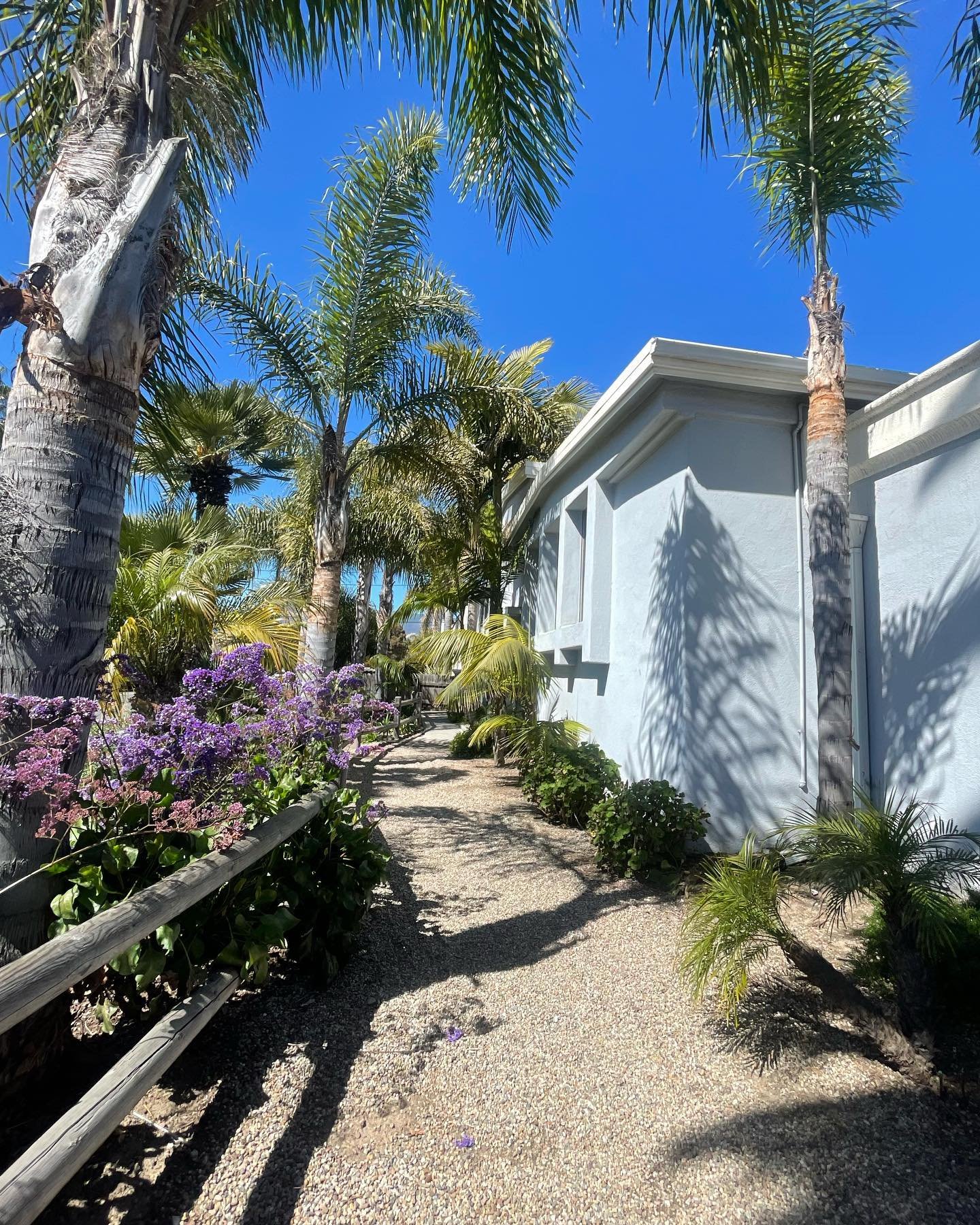 Just another beautiful day in Isla Vista ☺️ 

Have you noticed the greenery at our Embarcadero location? We love the flowers blooming this spring!! 🌼🪴