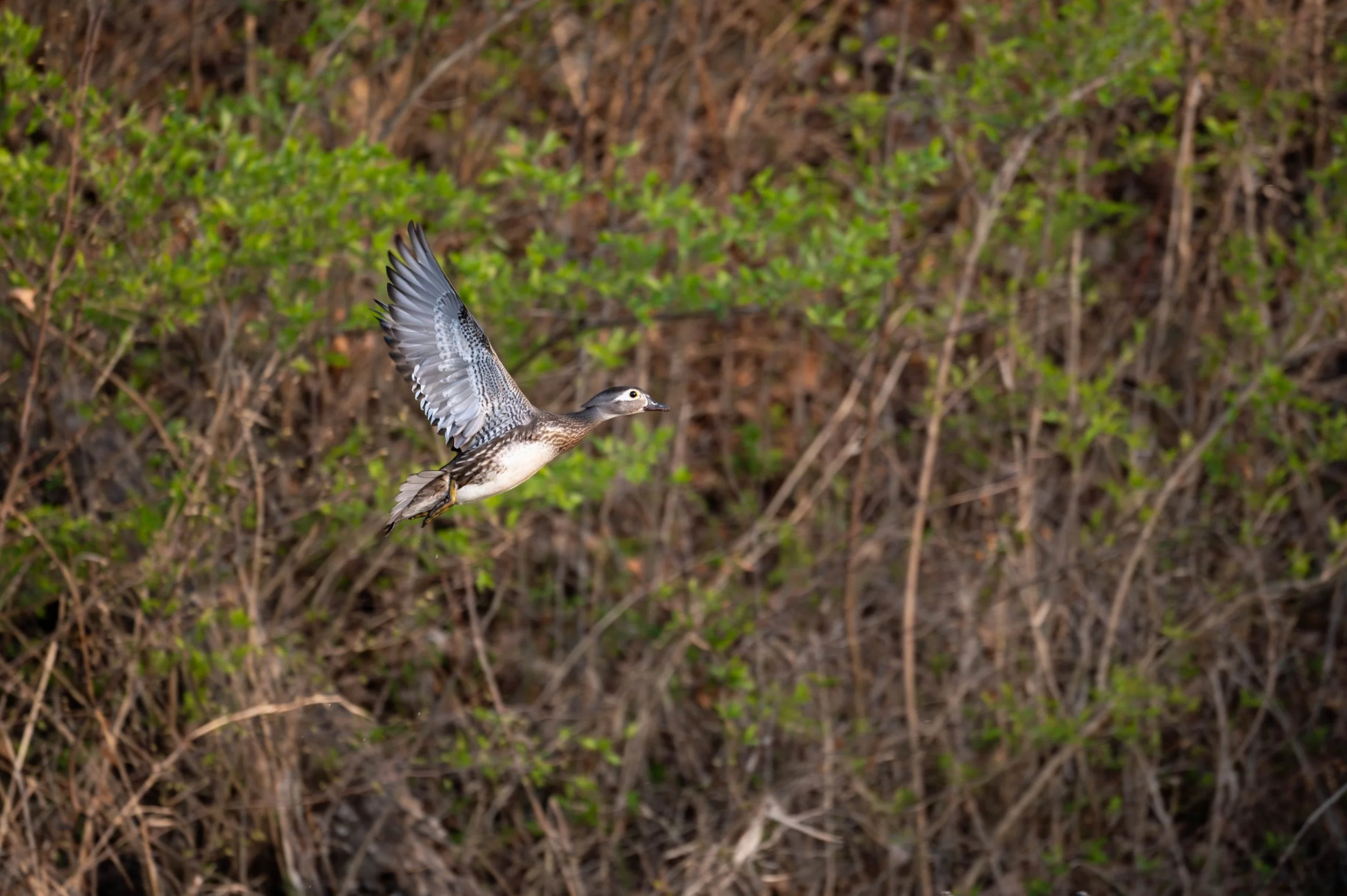 Wood Duck (Female) (Custom).jpg