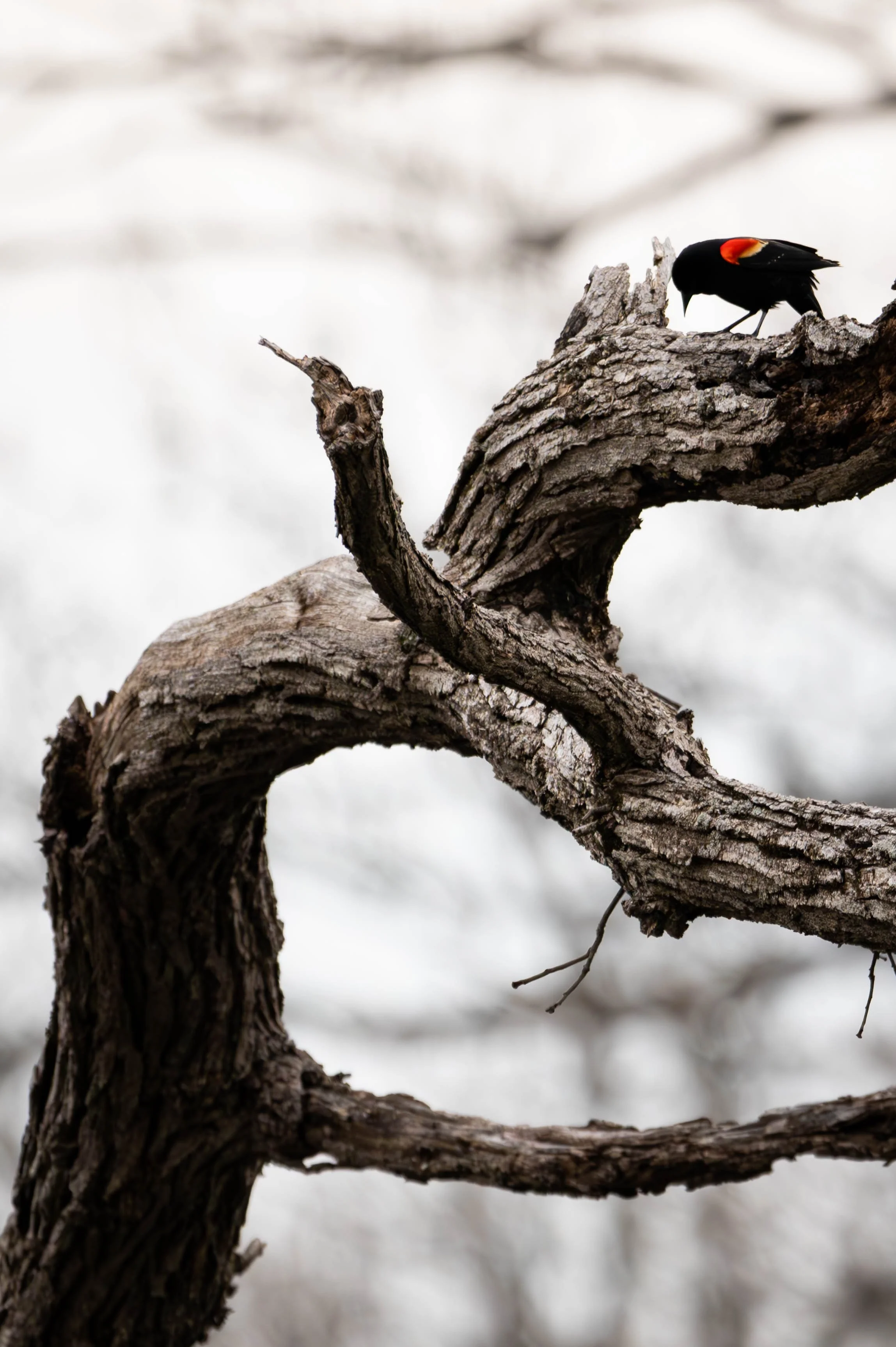 Bird Photography — Chris Porto Portfolio