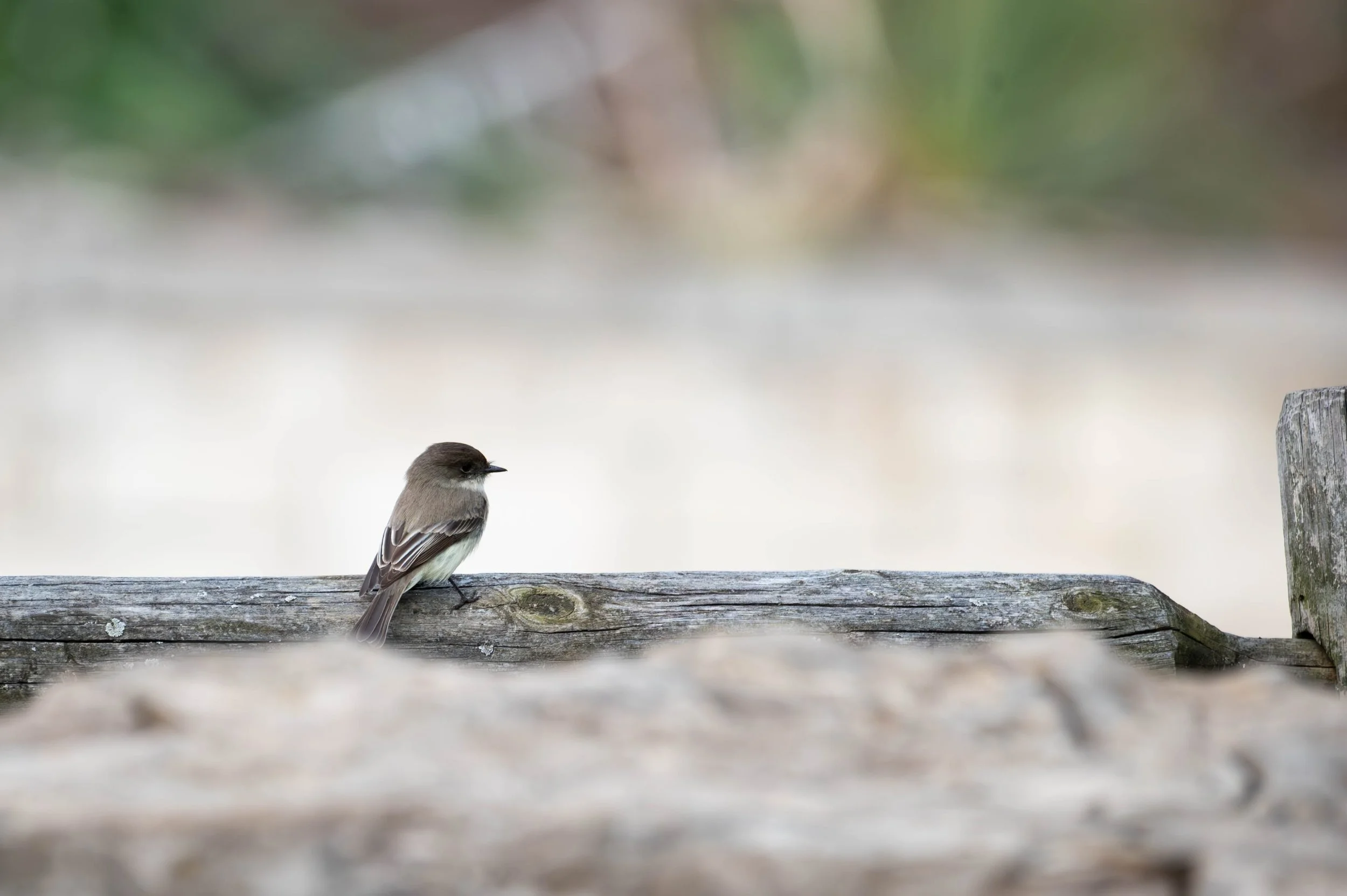 Eastern Phoebe (1) (Custom).jpg