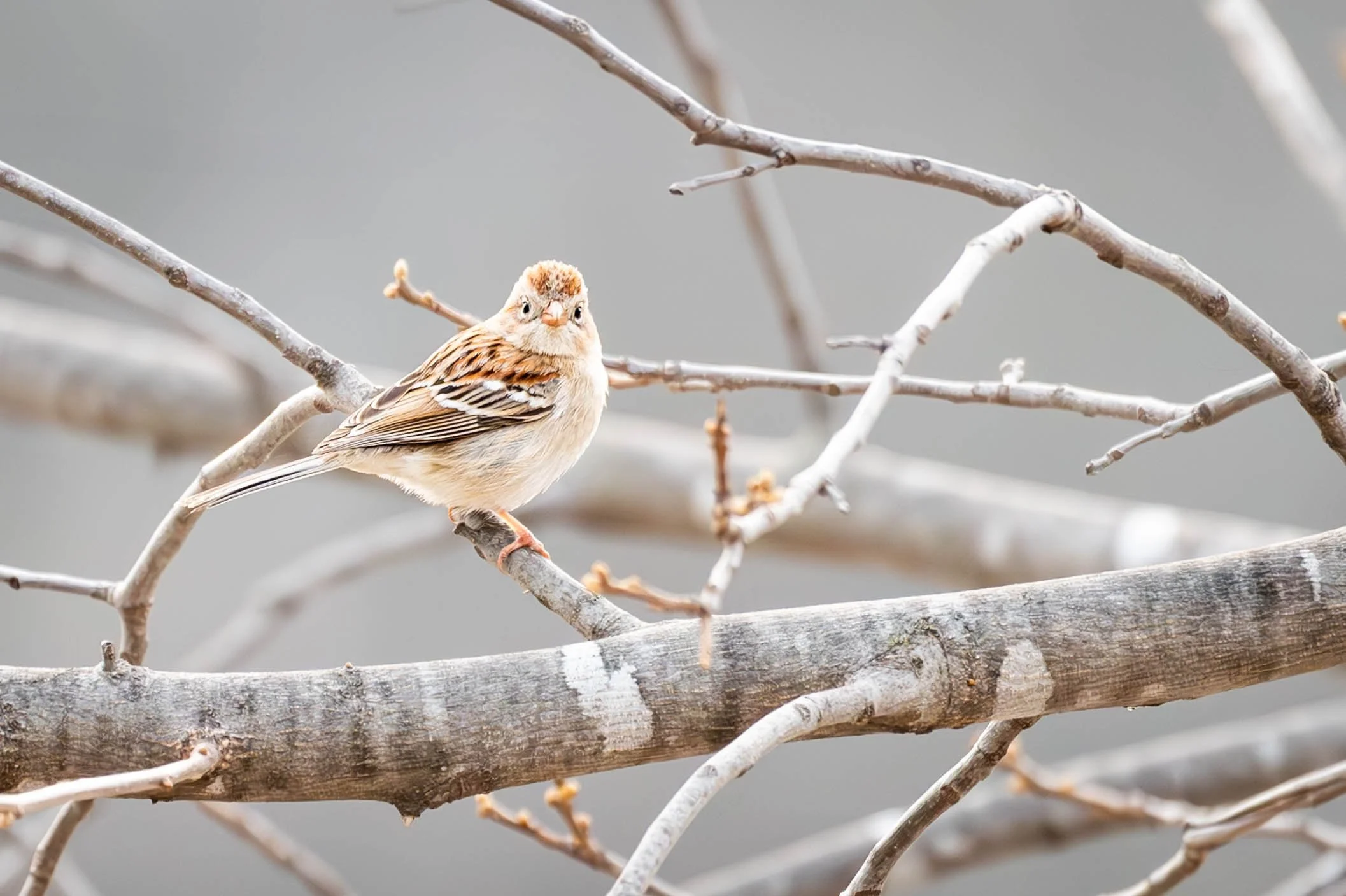 Field Sparrow (Custom).jpg