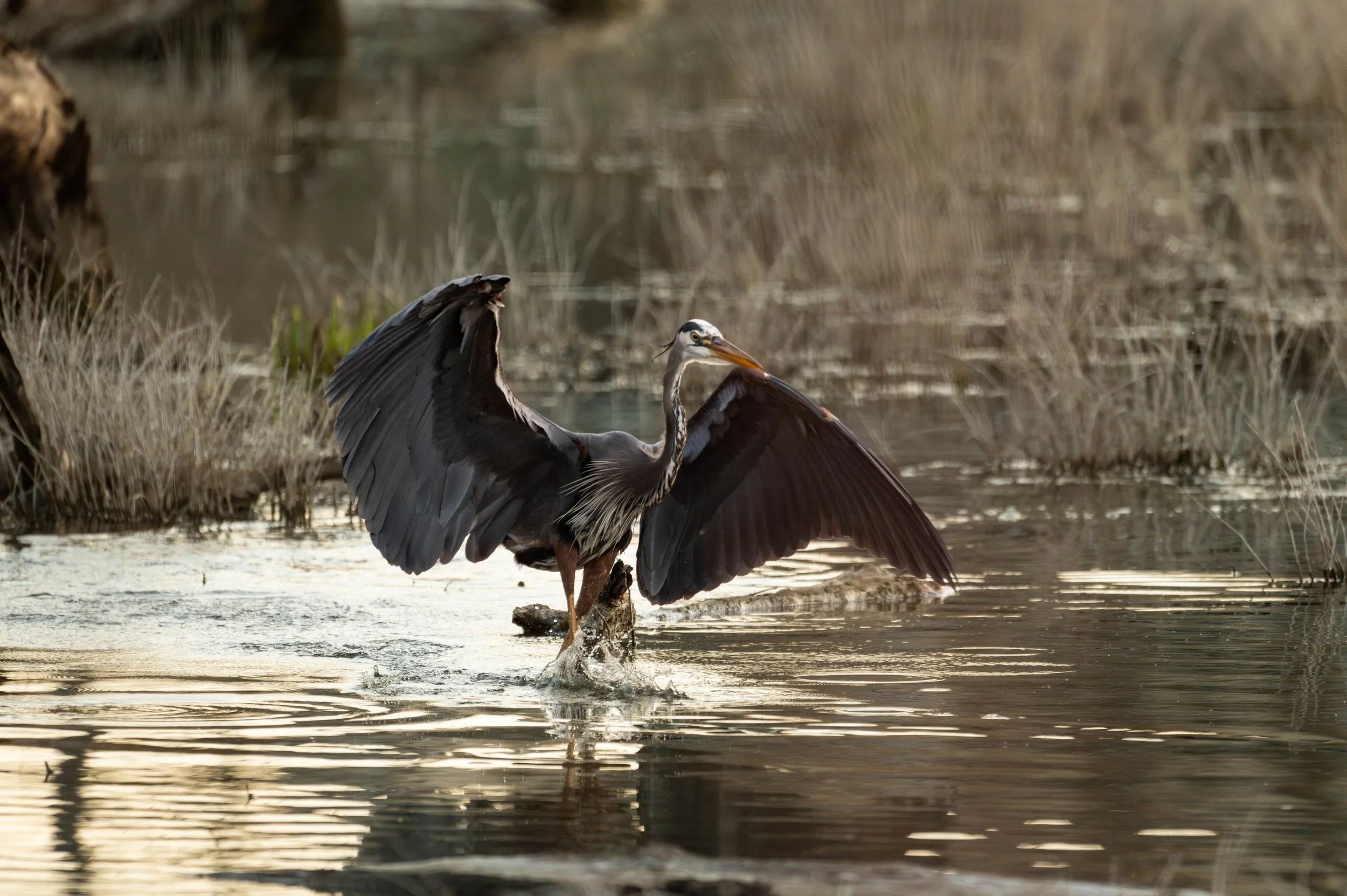 Great Blue Heron (3) (Custom).jpg