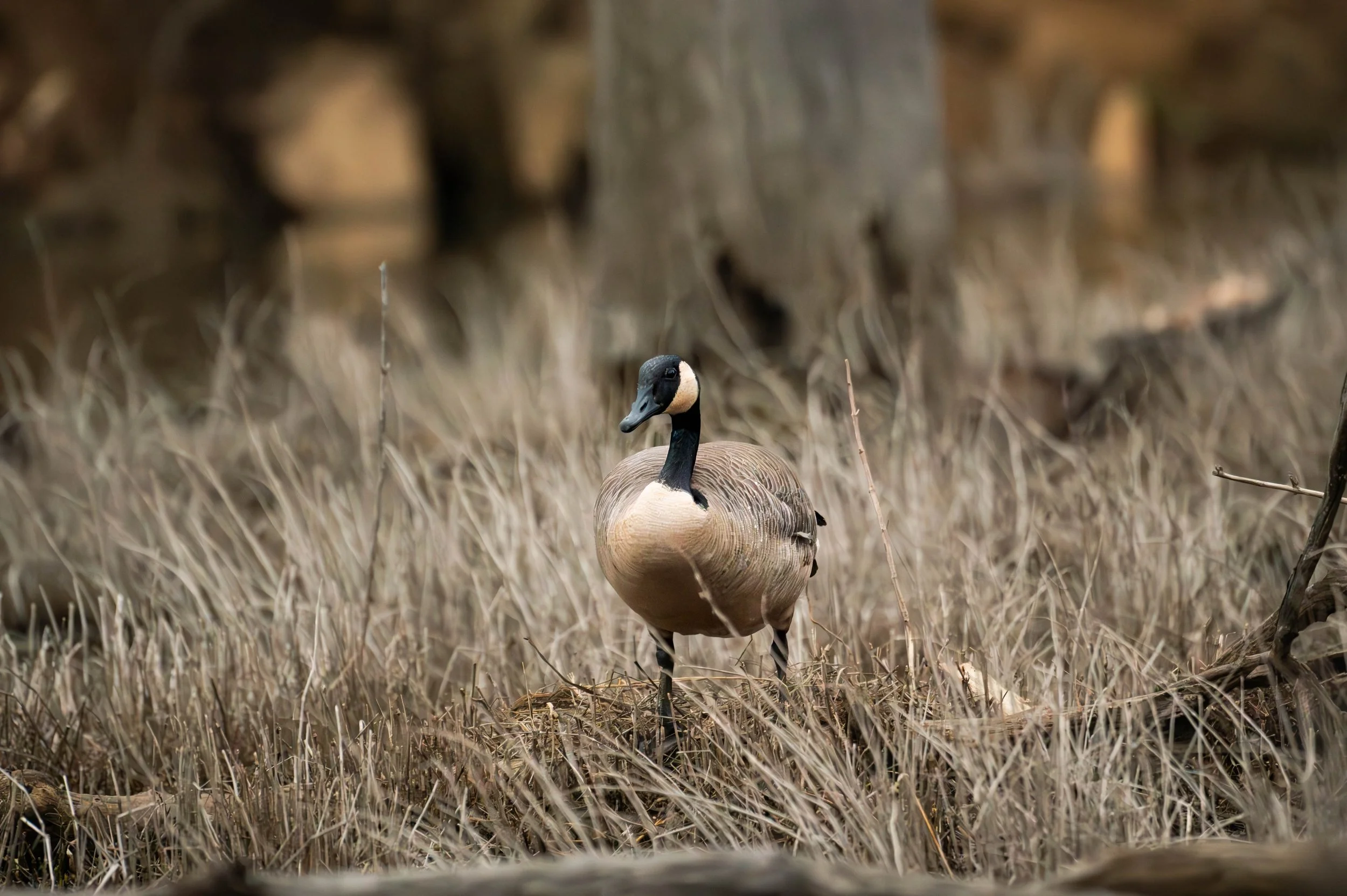 Canada Goose (Custom).jpg