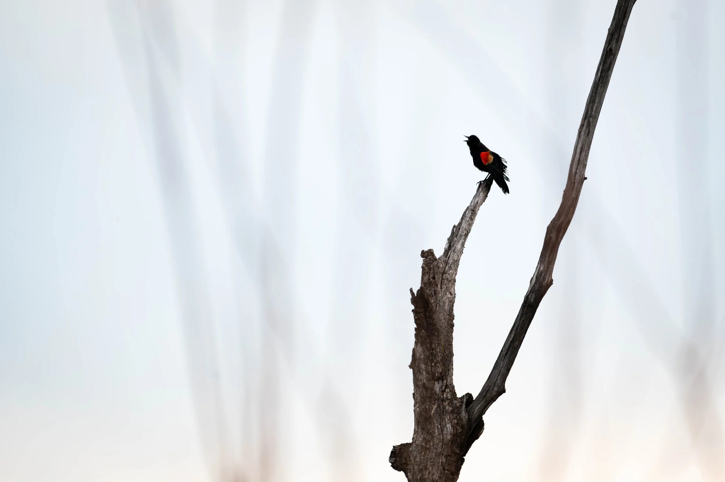 Bird Photography — Chris Porto Portfolio
