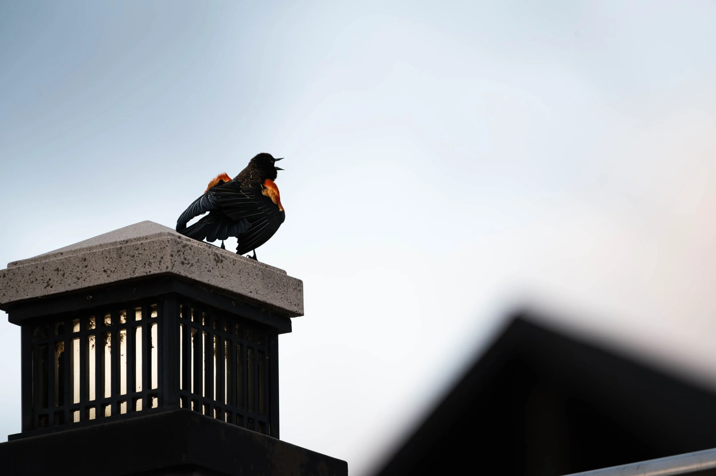 Red-Winged Blackbird (Male) (1) (Custom).jpg