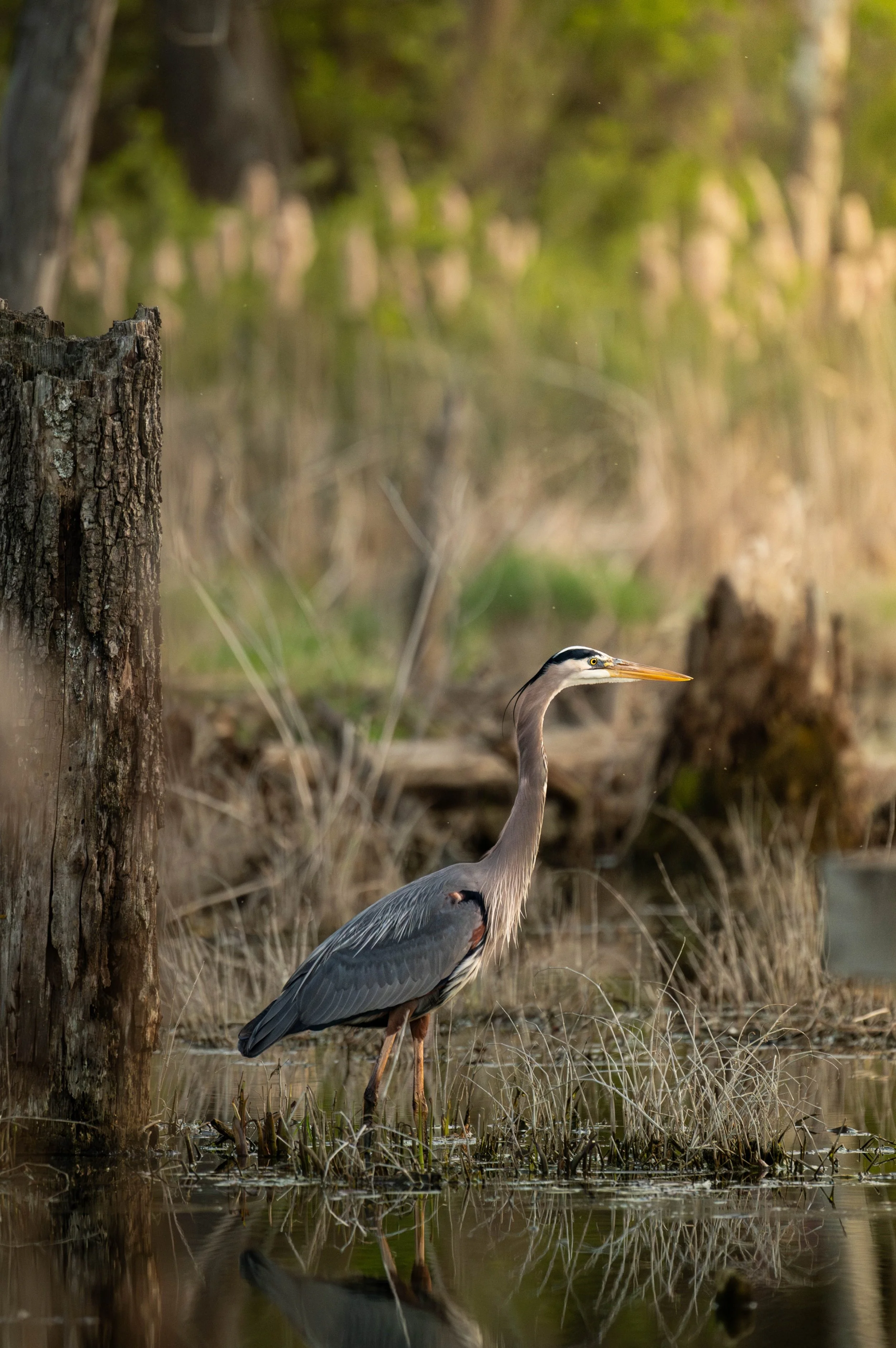 Great Blue Heron (4) (Custom).jpg