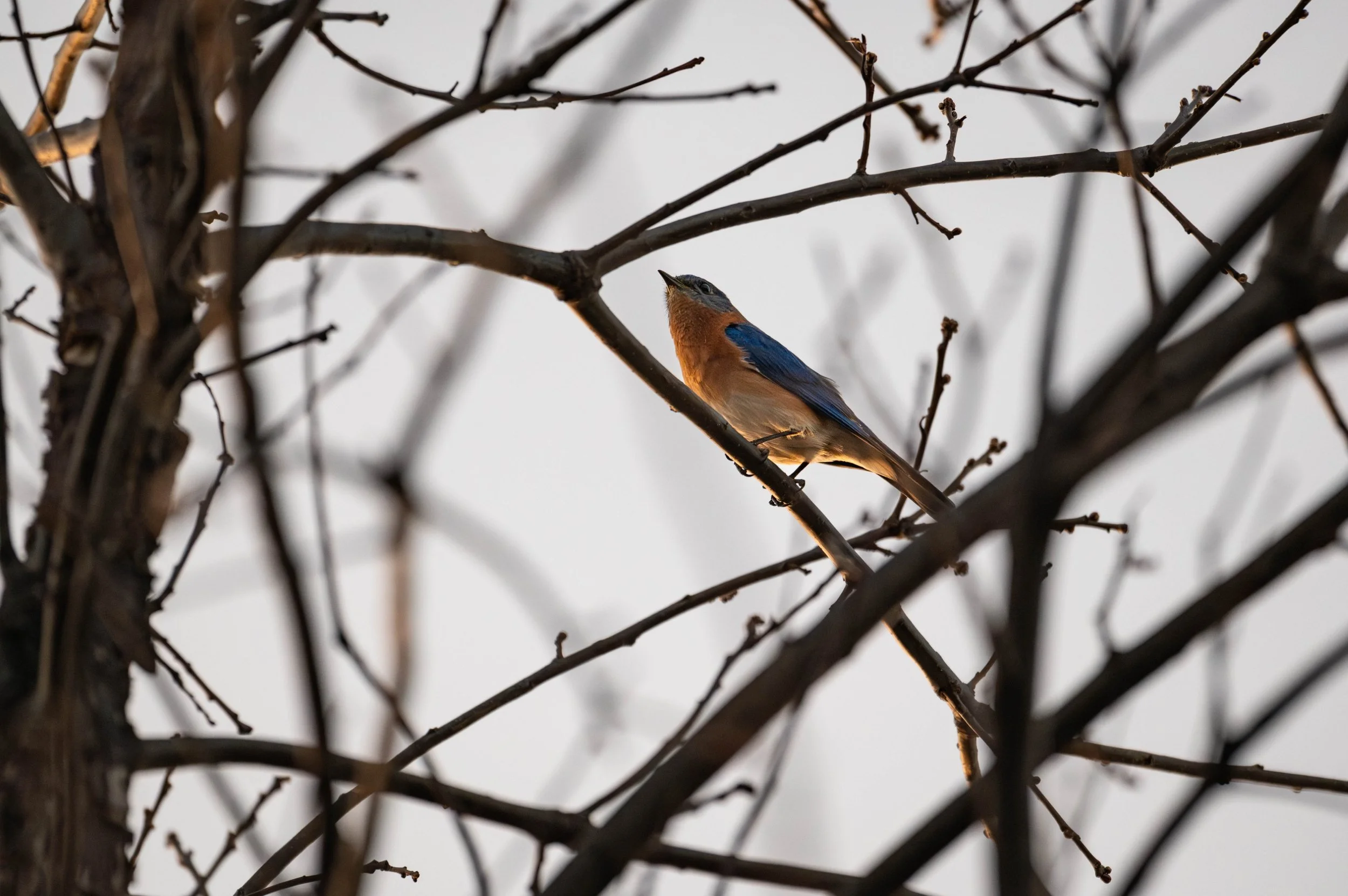 Eastern Bluebird (Male) (1) (Custom).jpg