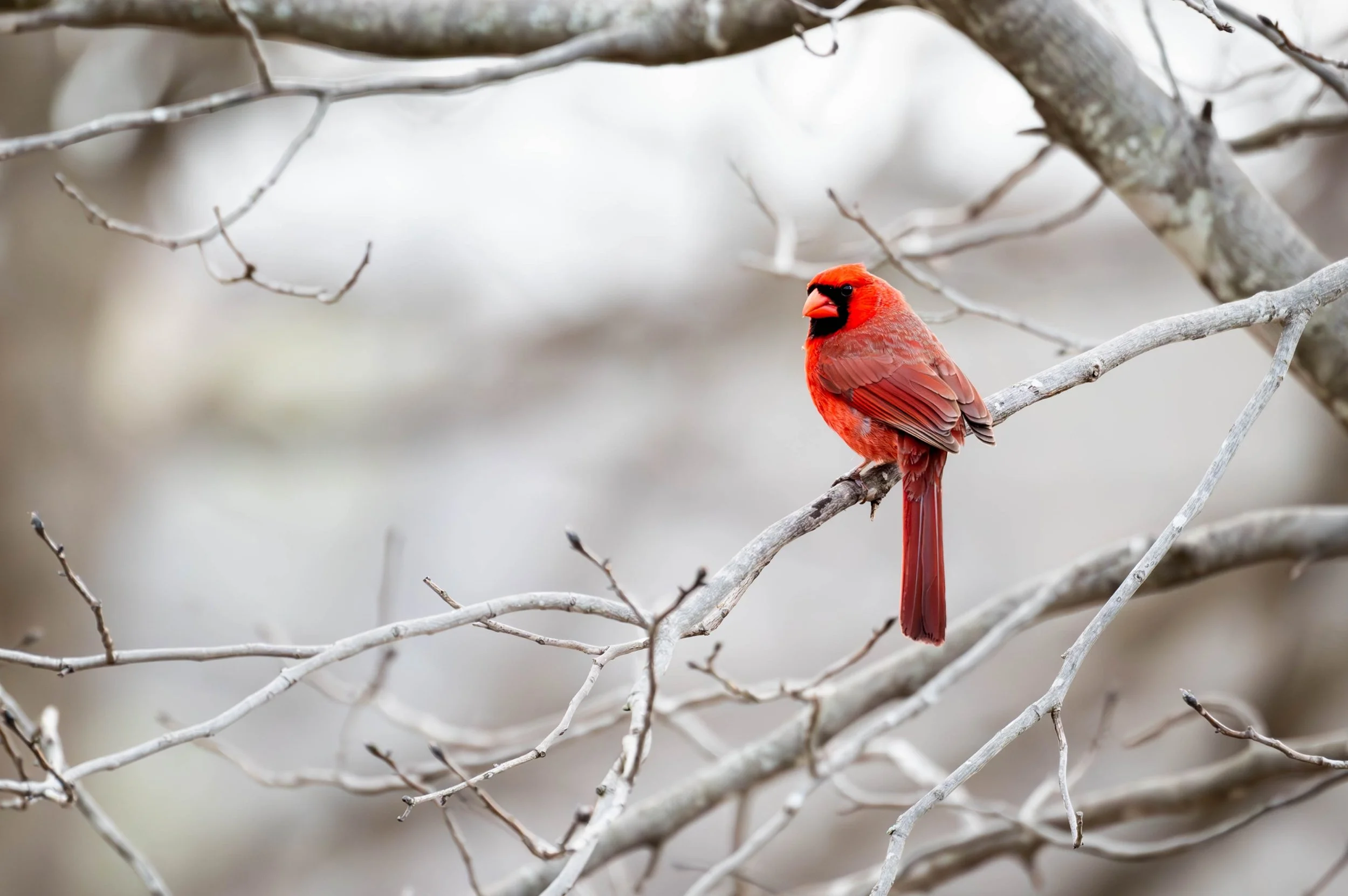 Northern Cardinal (Custom).jpg