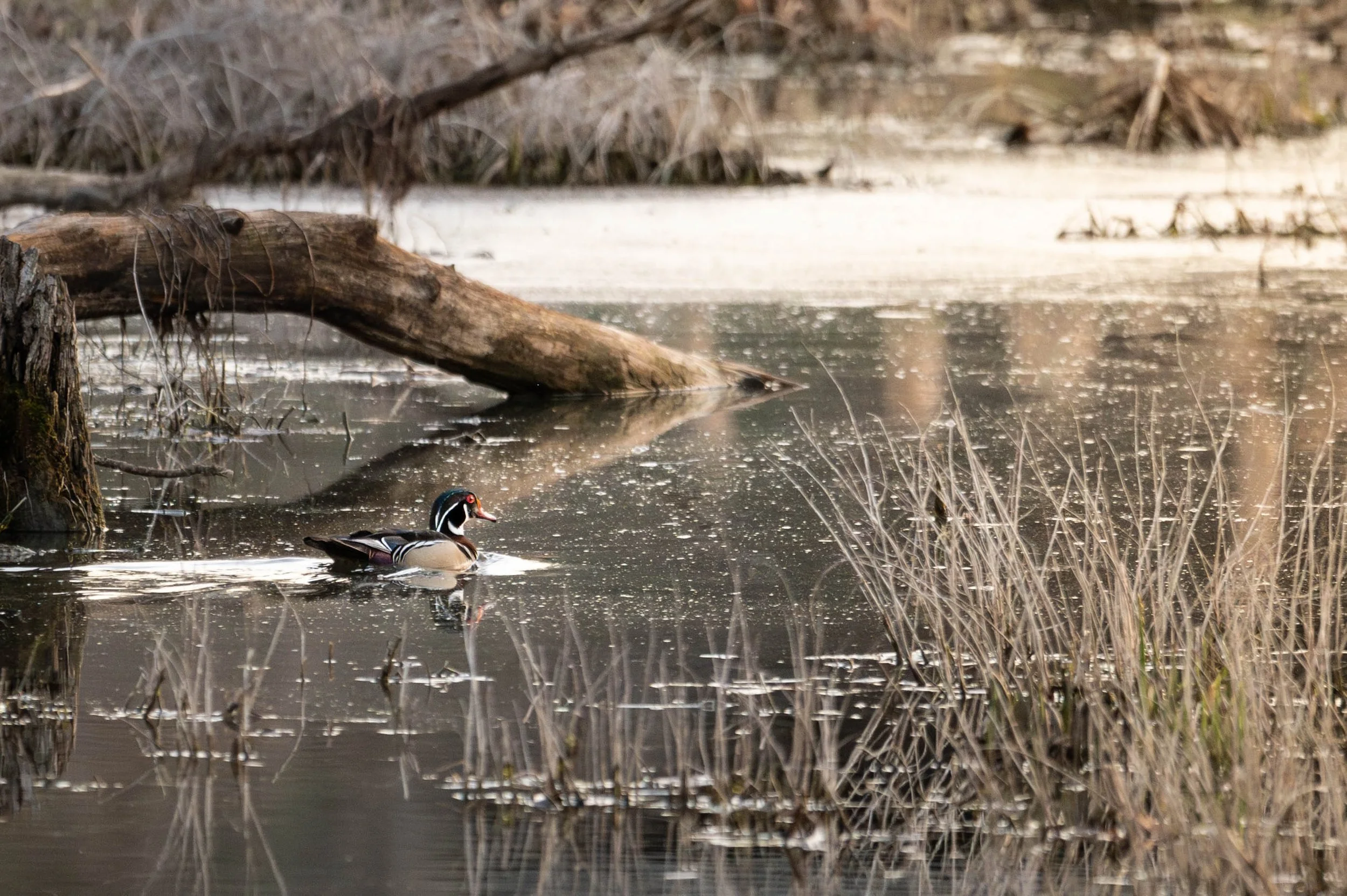 Wood Duck (Male) (Custom).jpg