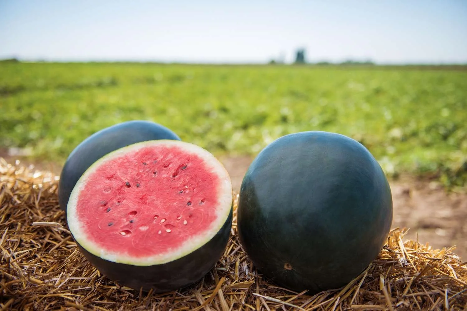CH’ÉÉHJIYÁÁN Seeds (Black Diamond Watermelon)