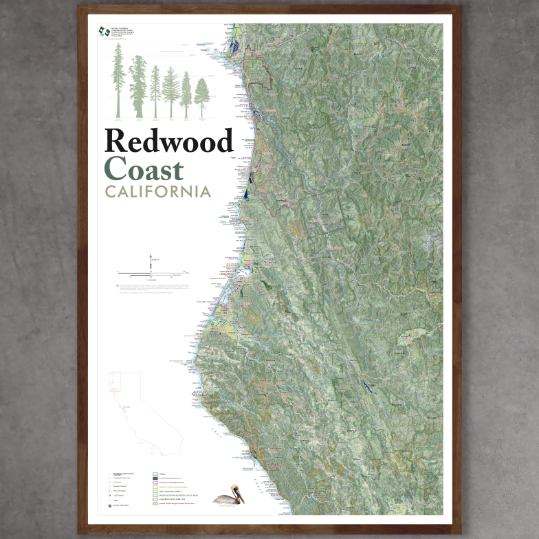 Redwood Coast (28 in x 20 in)