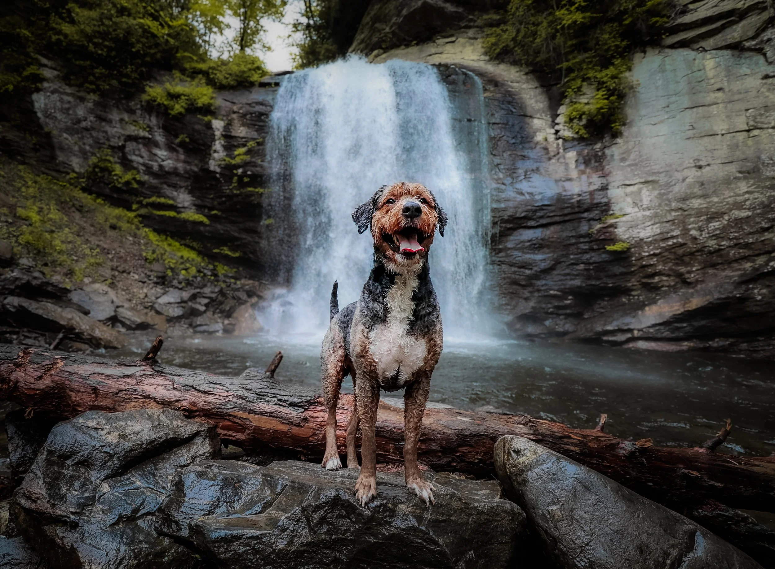 ArloDogWaterfallPic.jpg