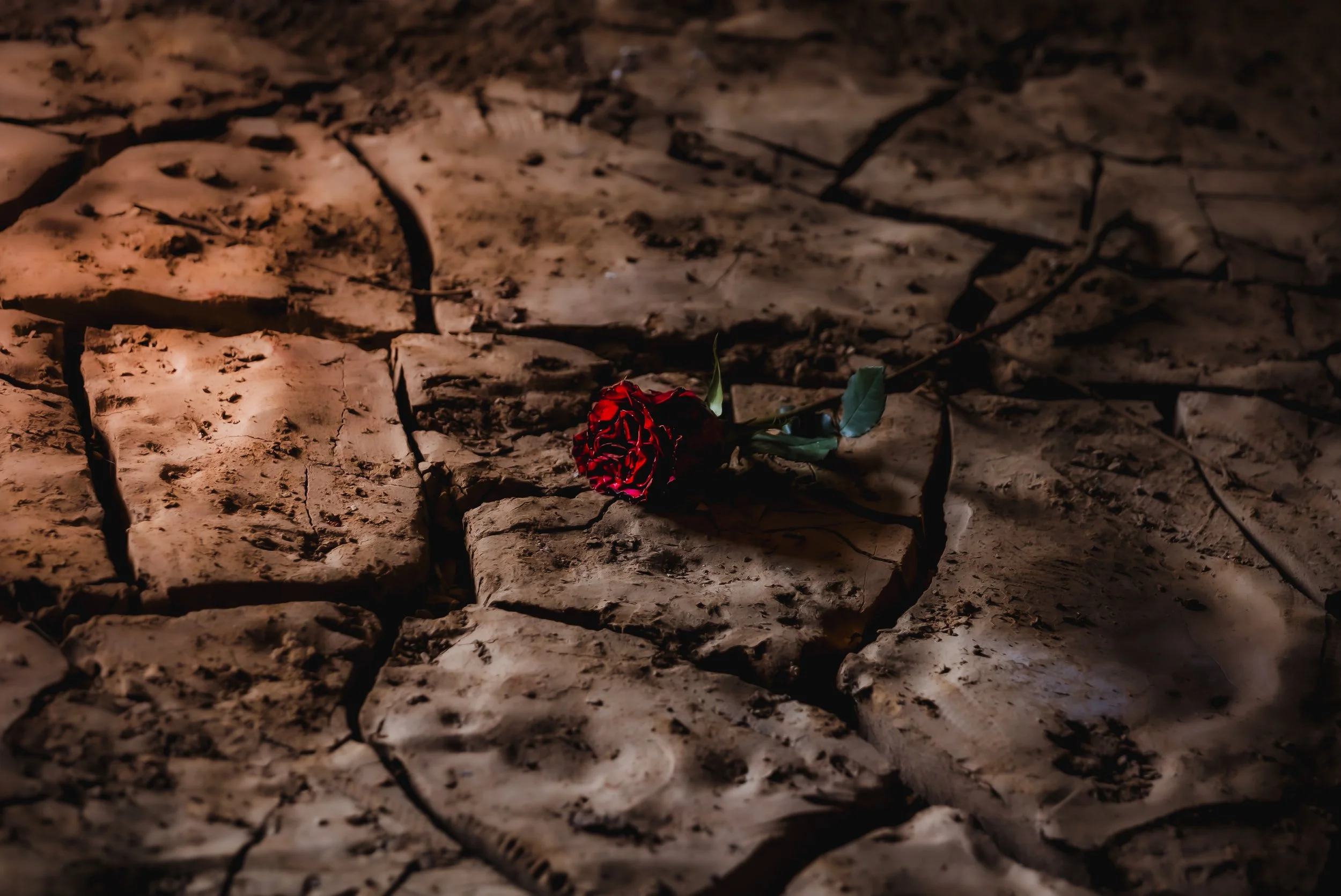 Rose in Mud.jpg
