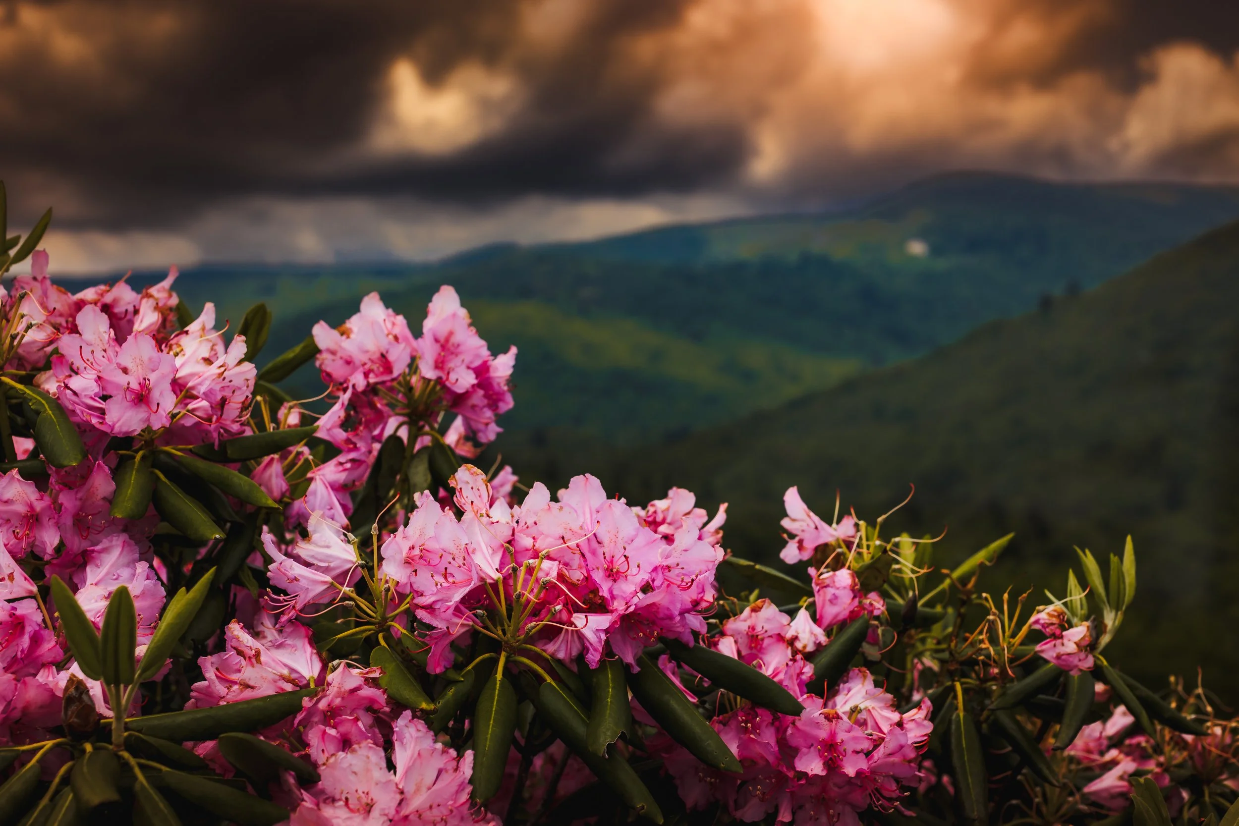 Parkway Pink Flowers Redone.jpg