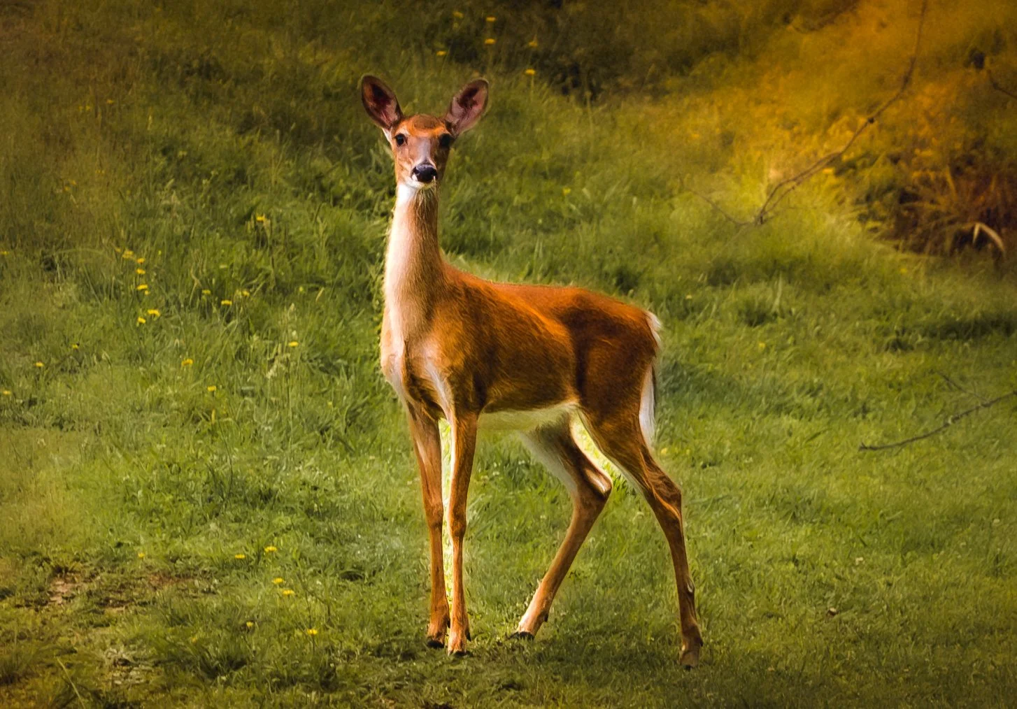 9I1A1161-Enhanced-NR.jpg