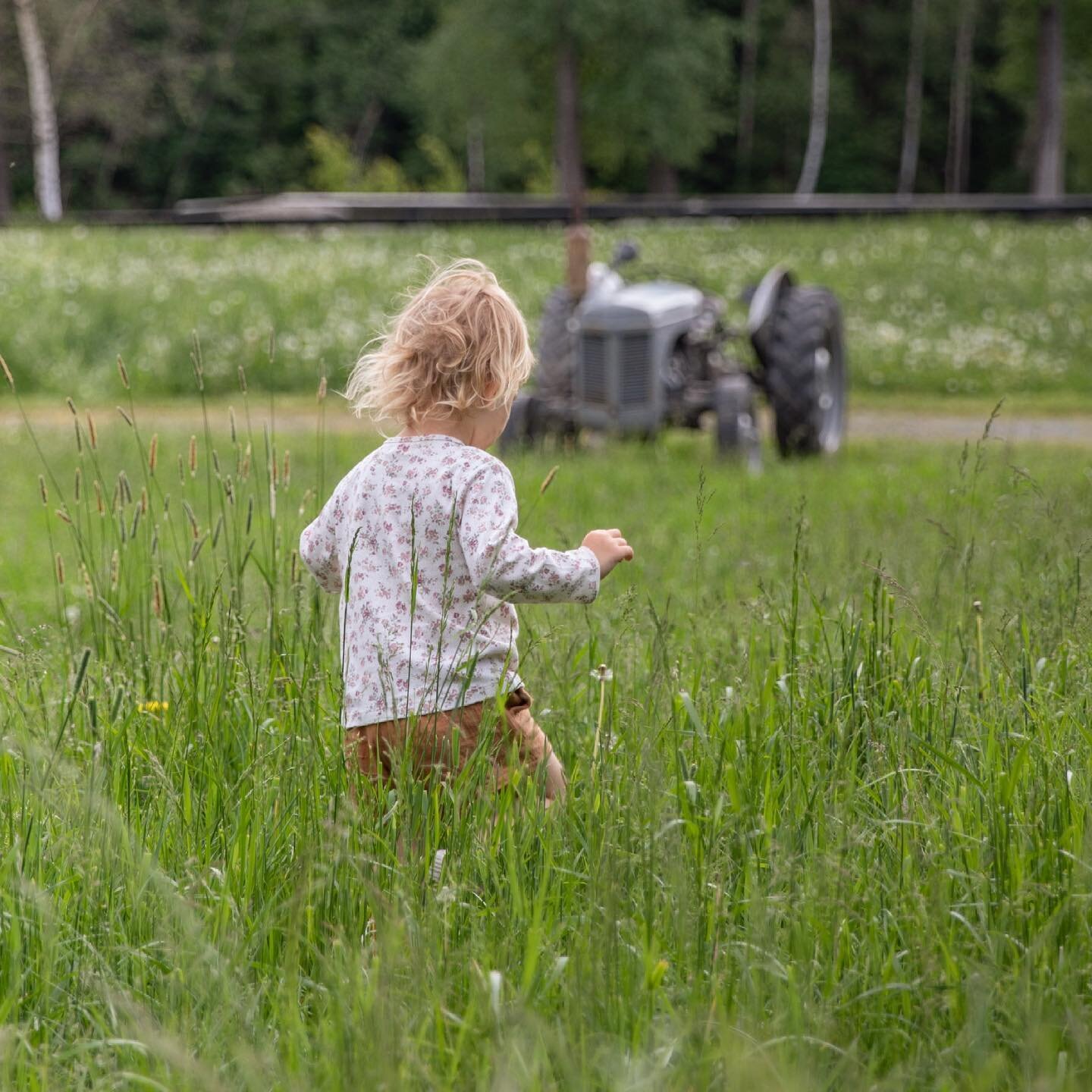 Lykken er vel &aring; springa litt i h&oslash;gt gras? 🦋