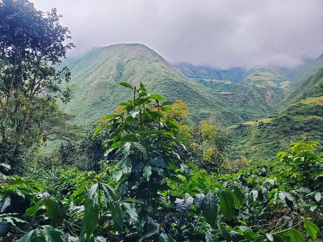 The misty mountains are cloaked in silence and serenity here at the farm, but it&rsquo;s been a busy and productive harvest season! We had a good yield this year and are already preparing a shipment to the United States. And with the harvest season c
