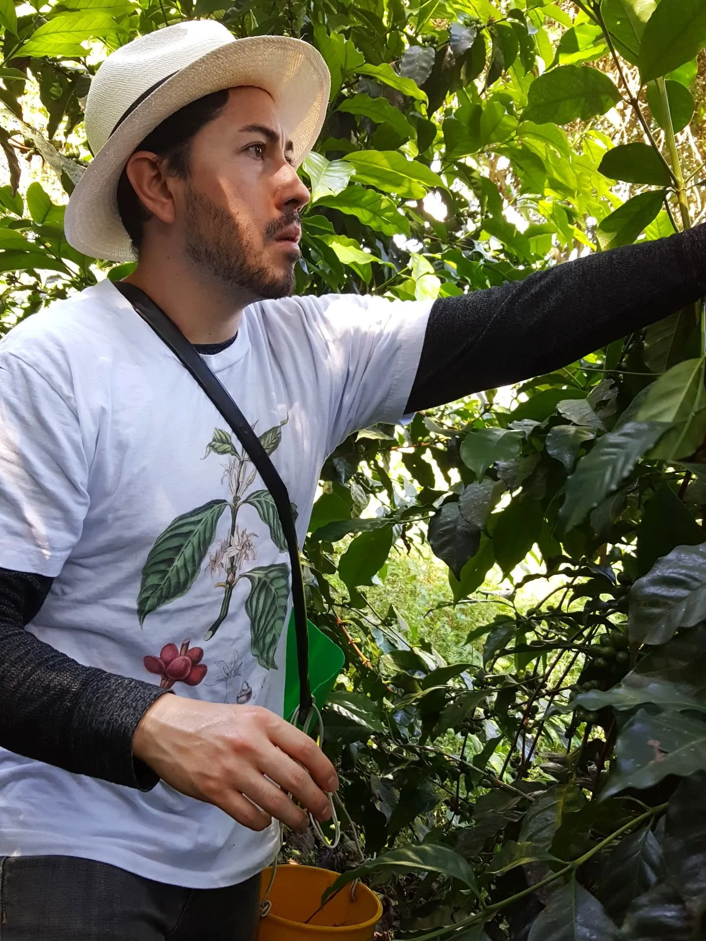 The 2026 coffee harvest is fully underway here at Siempre Verde Farm! With a heavy rainy season and more hours of fog in the mountains than is typical, this surplus of water has given the coffee plants the nutrients they need to flourish and produce 
