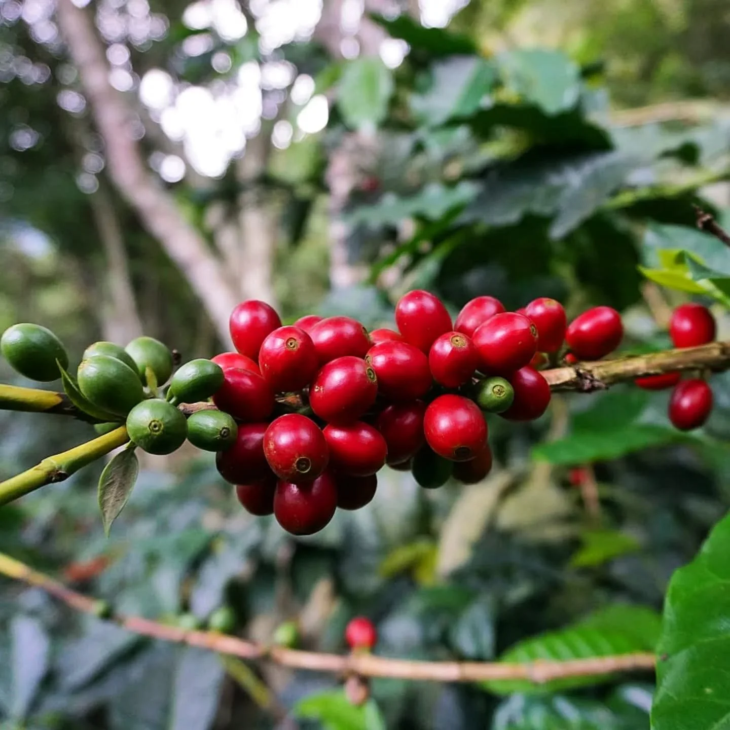 Last week, we posted about what went right for us in 2025 (with an analogy of floating and sinking cherries&hellip;in coffee quality control, sinking is what you want, and floating is what you don&rsquo;t want). Here&rsquo;s what went wrong for us in