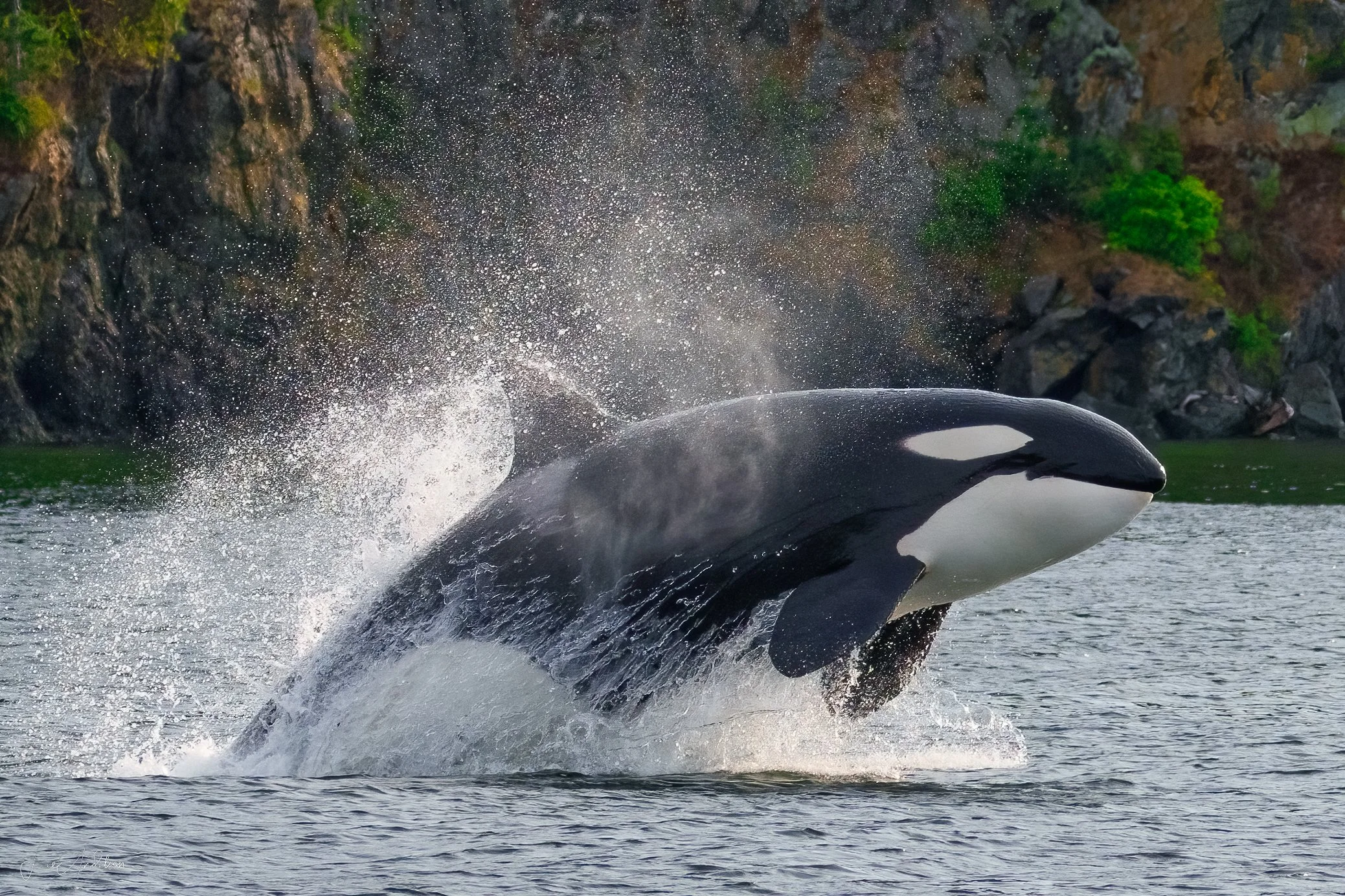 Killer whale breaching in the San Juan Islands photographed during a Wake Up To Adventure wildlife photography tour departing from Friday Harbor, Washington