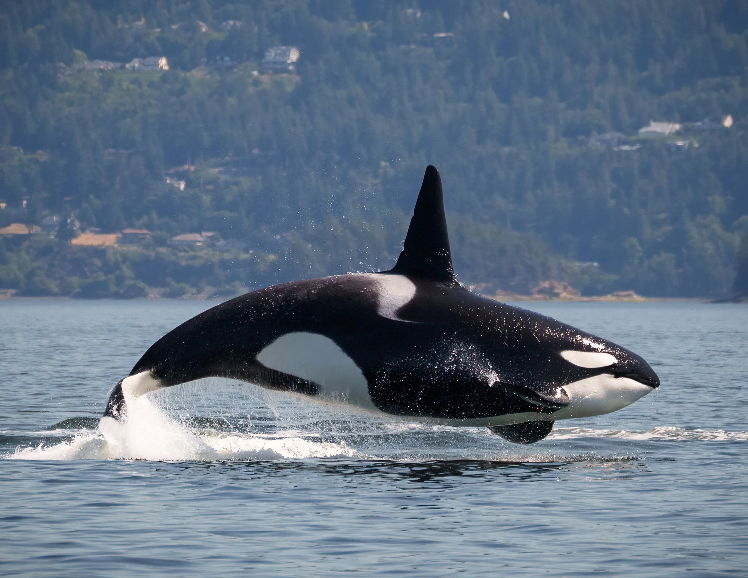 Wildlife Encounter — Edition 001