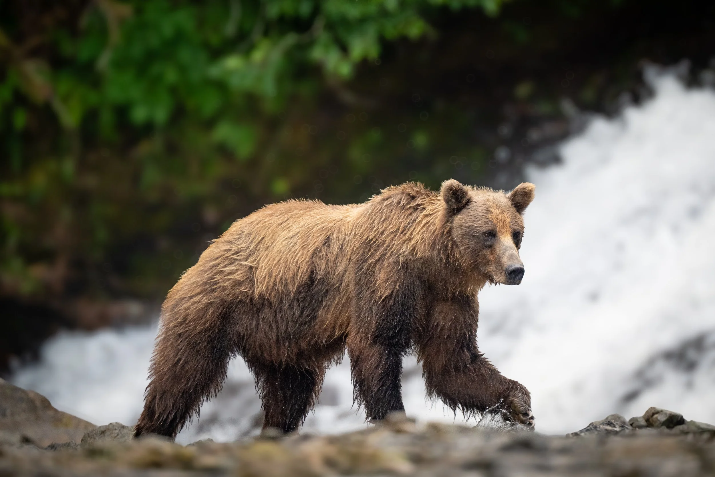 Coastal brown bear photographed during Wake Up To Adventure Alaska wildlife photography tour in Southeast Alaska