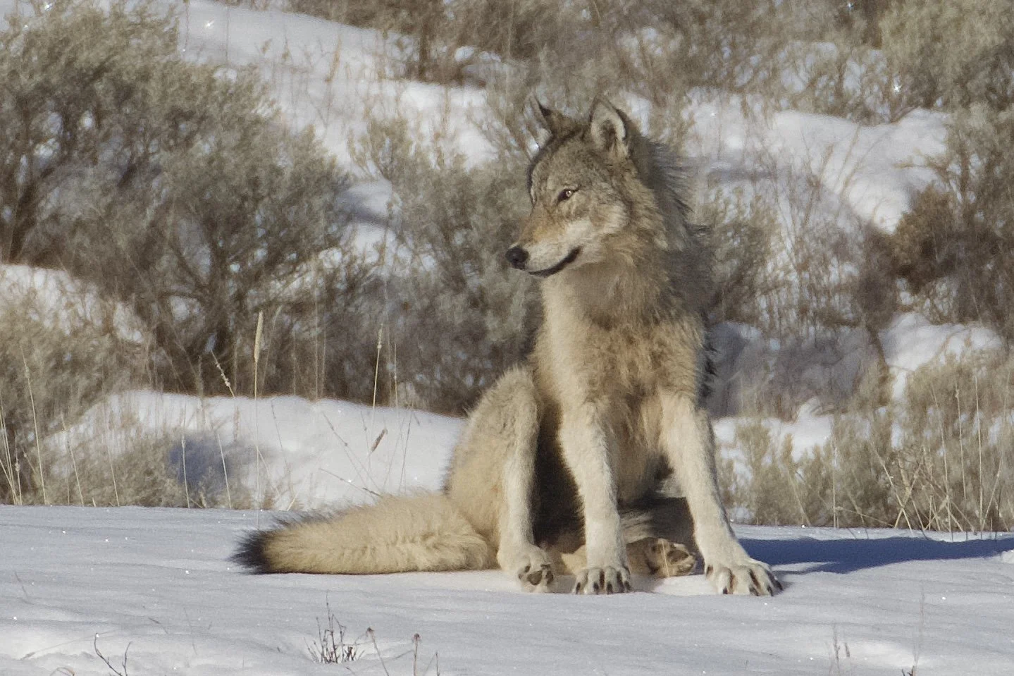 Yellowstone winter wildlife photography tour featuring wolves and winter wildlife in Yellowstone National Park