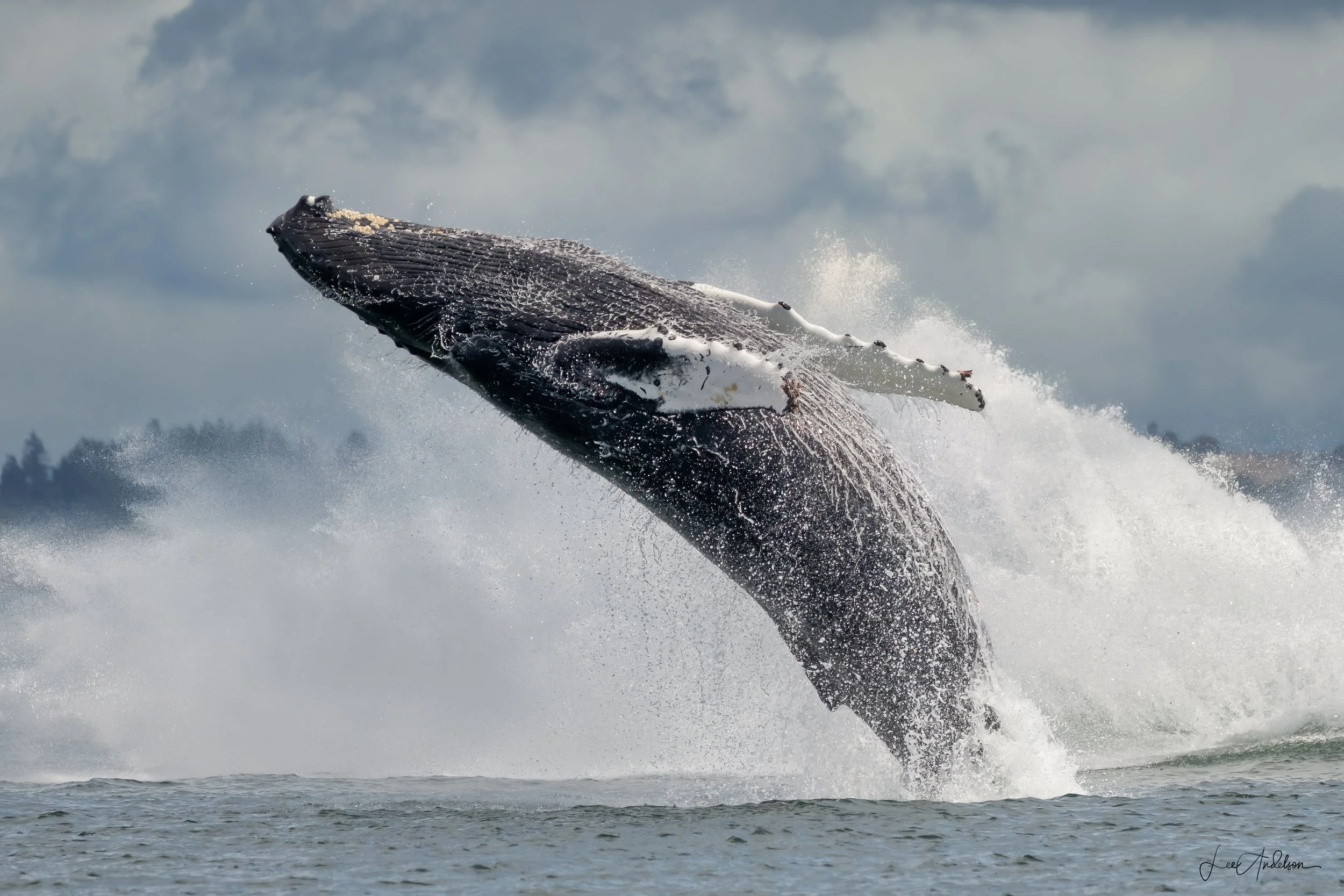 Breaching whale photographed during a Wake Up To Adventure San Juan Islands wildlife photography tour departing from Friday Harbor, Washington