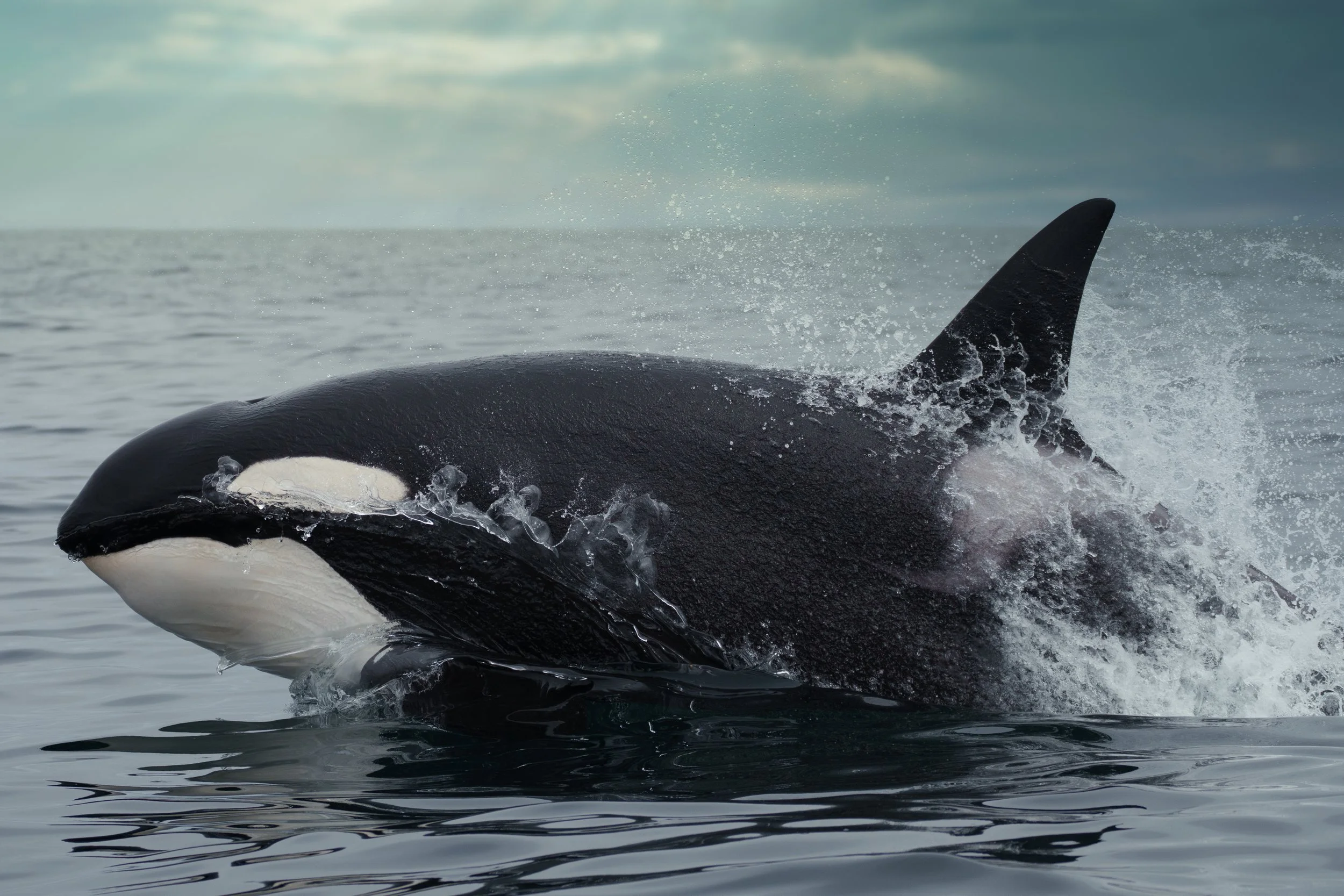 Bigg’s killer whale surfacing through storm light in Monterey Bay California